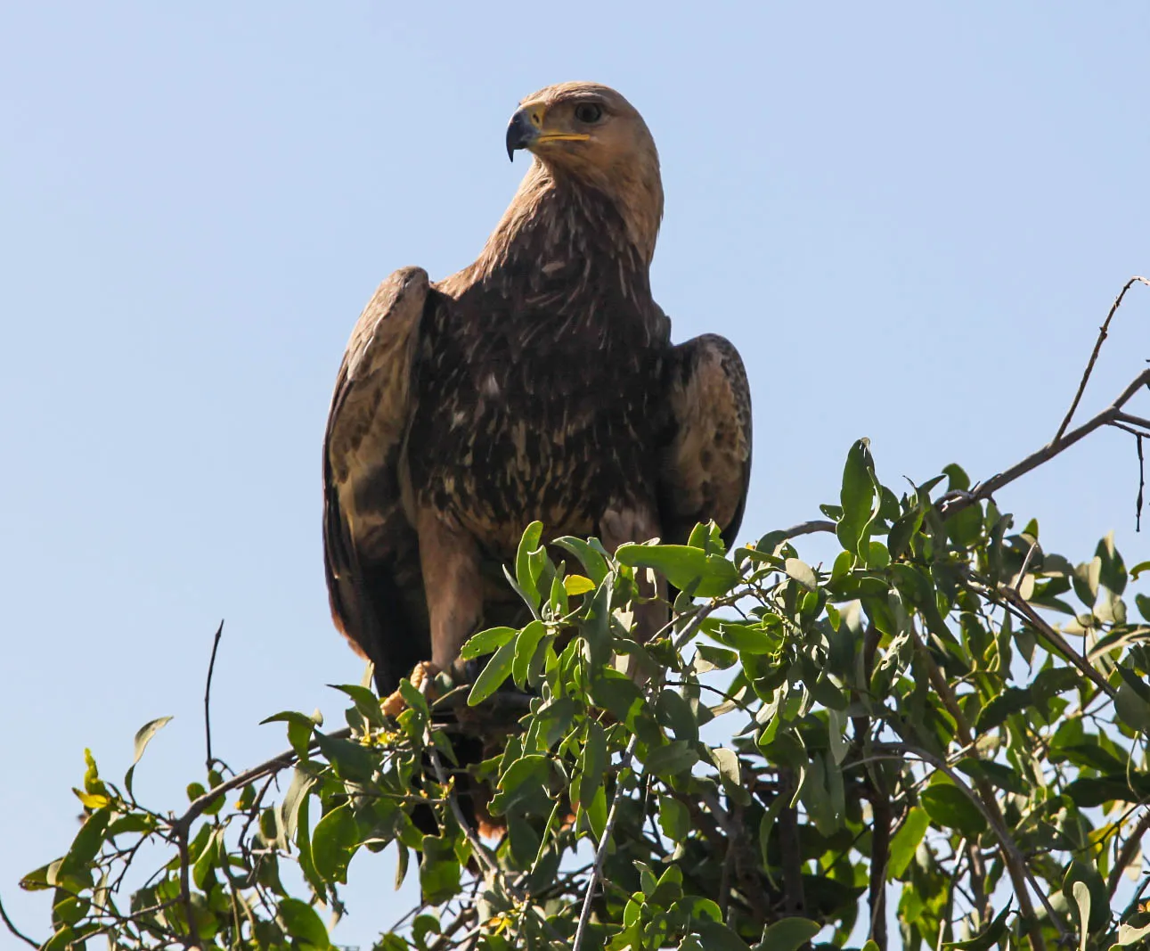 Samburu National Reserve — photograph 7