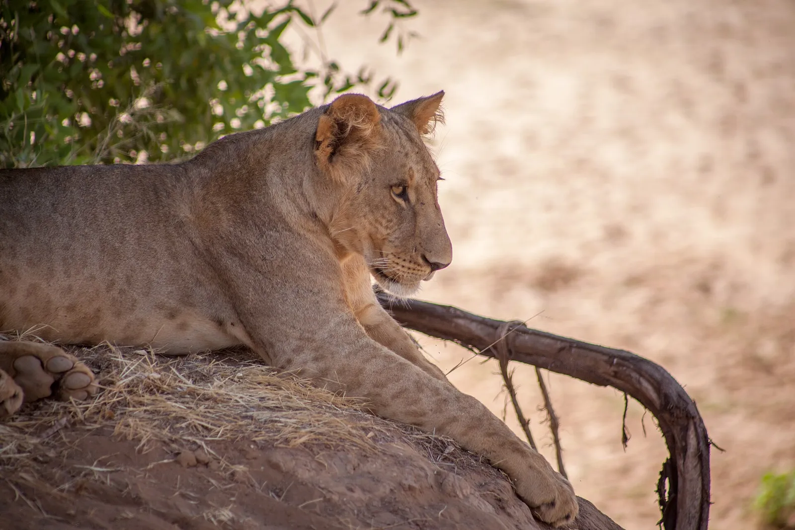 Samburu National Reserve — photograph 8