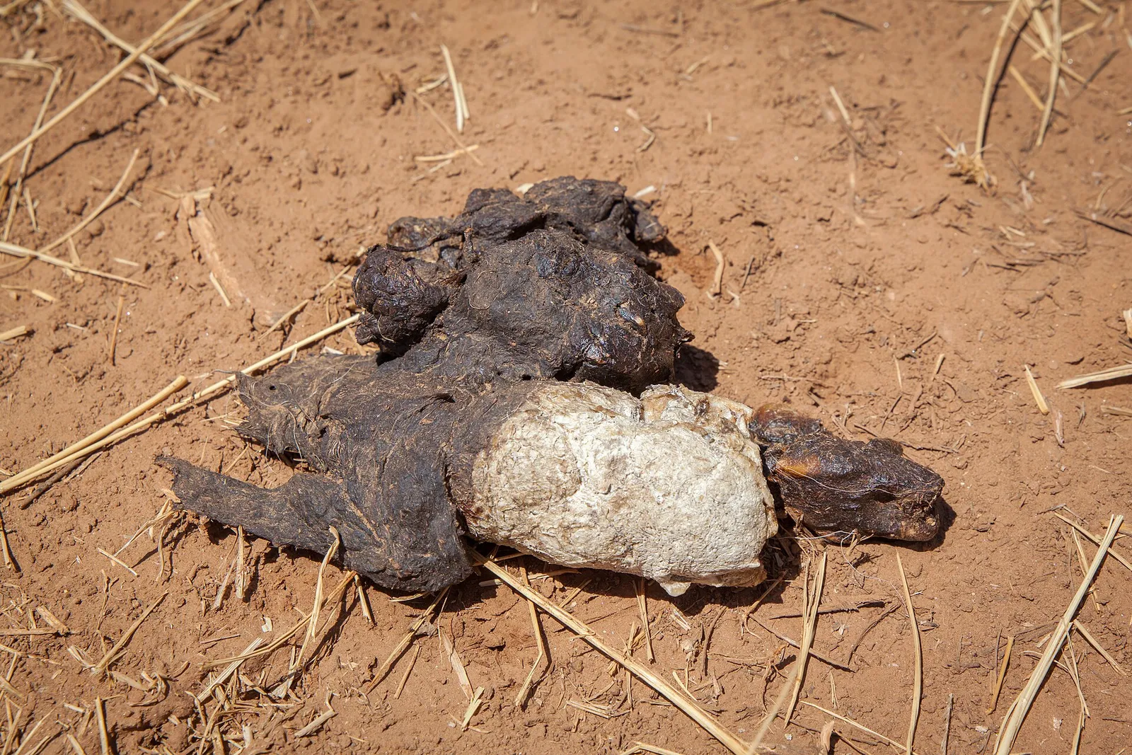 Samburu National Reserve — photograph 9