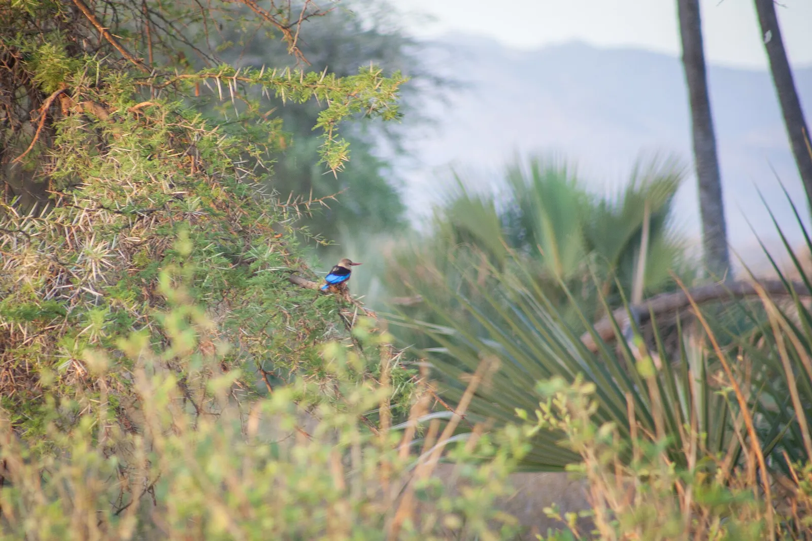 Samburu National Reserve — photograph 10