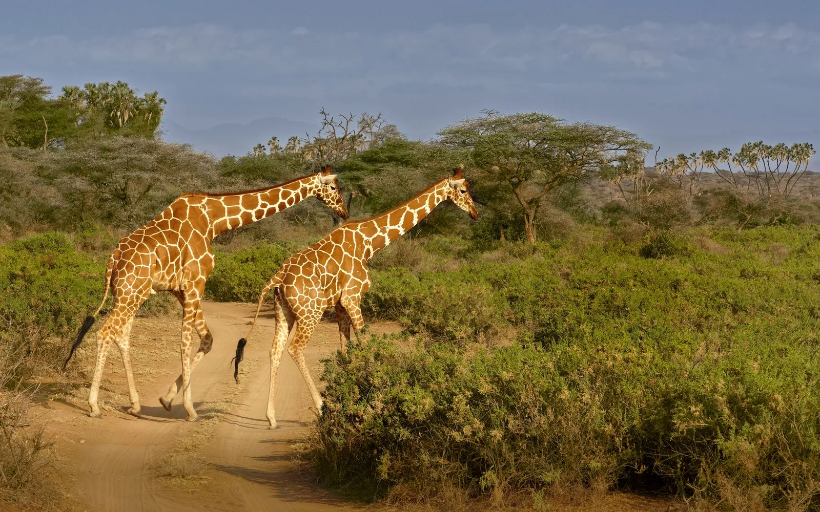 Samburu National Reserve — photograph 11