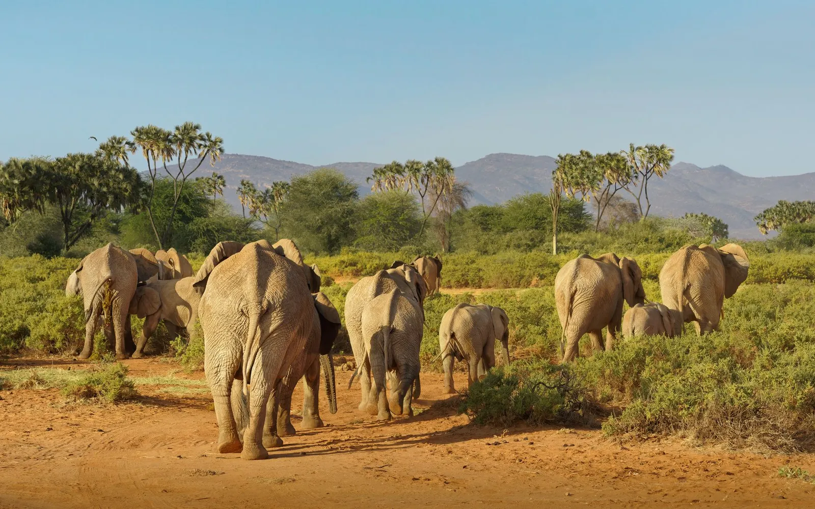 Samburu National Reserve — photograph 12