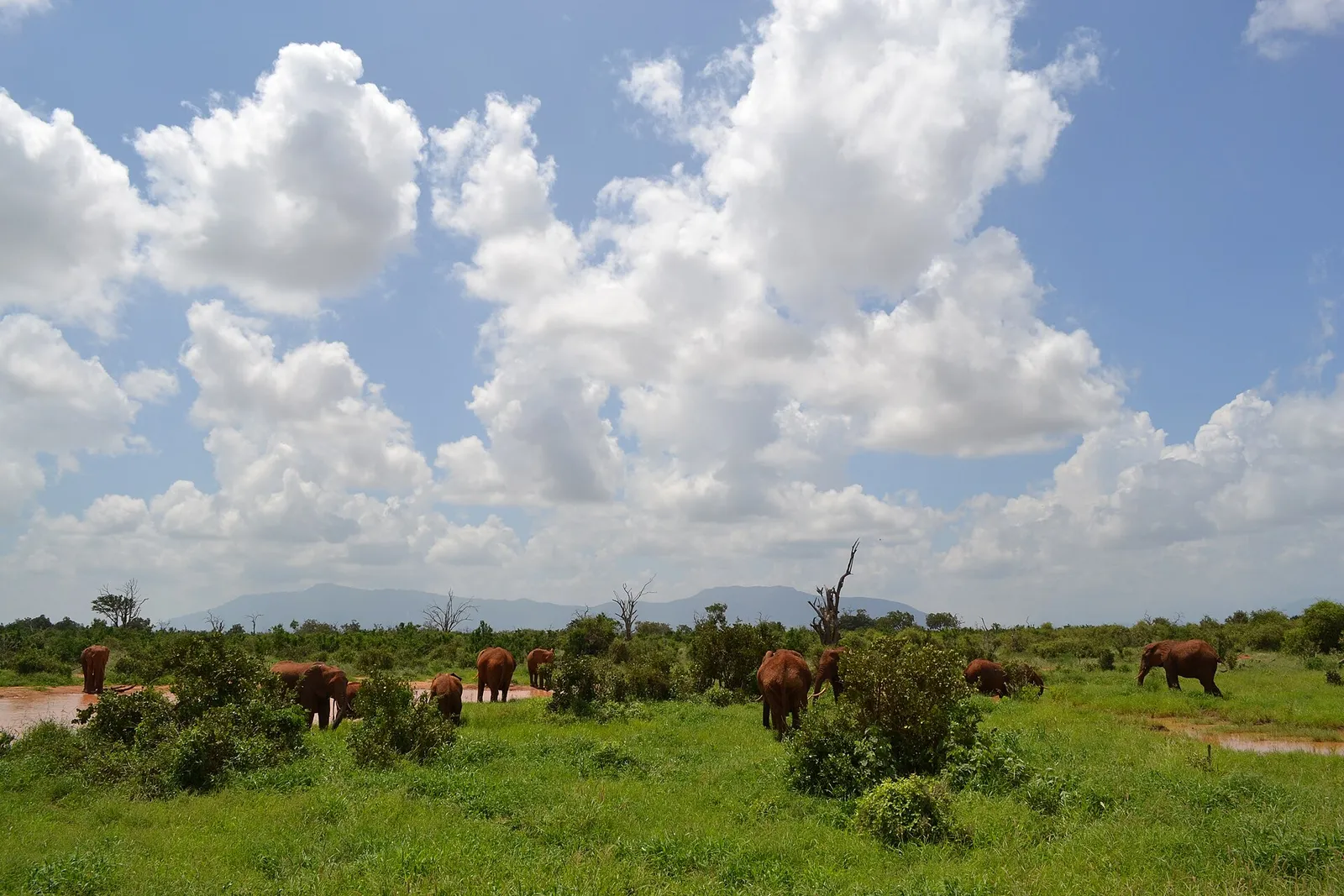 Tsavo East & West National Parks — photograph 11