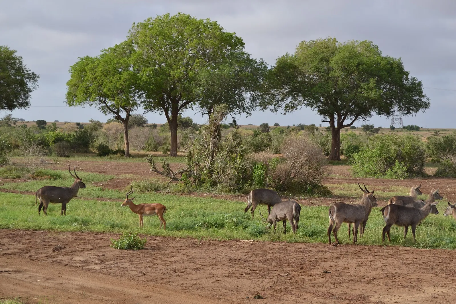 Tsavo East & West National Parks — photograph 12