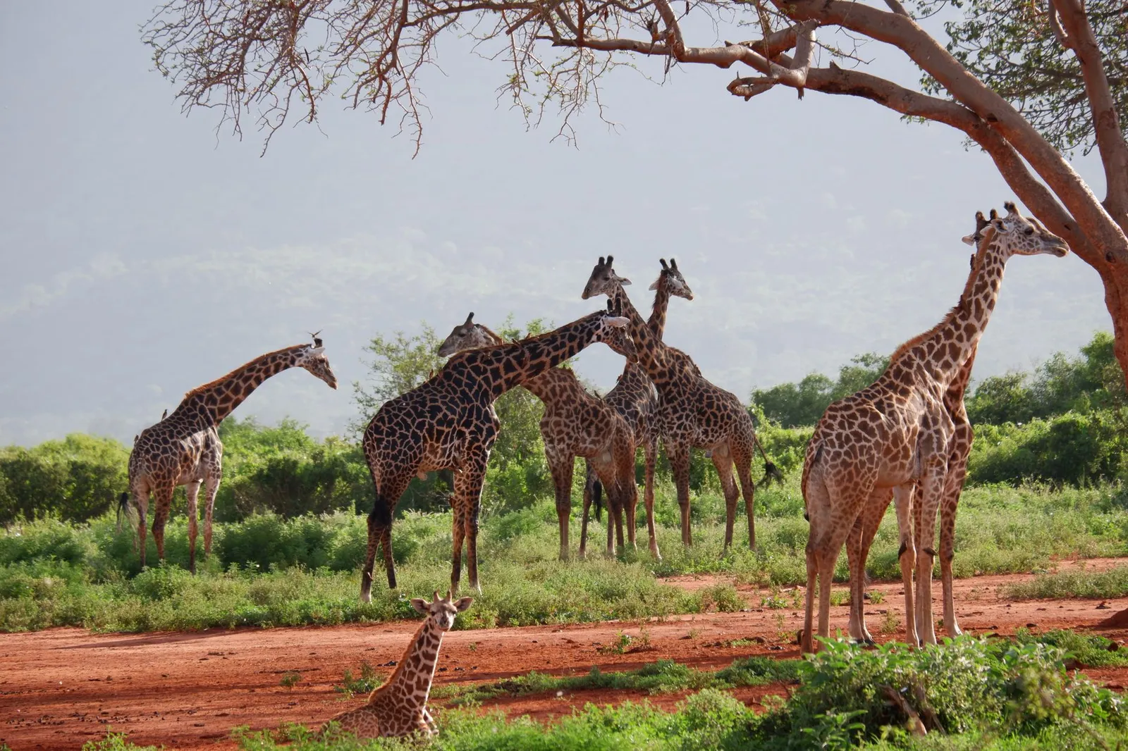 Tsavo East & West National Parks — photograph 3
