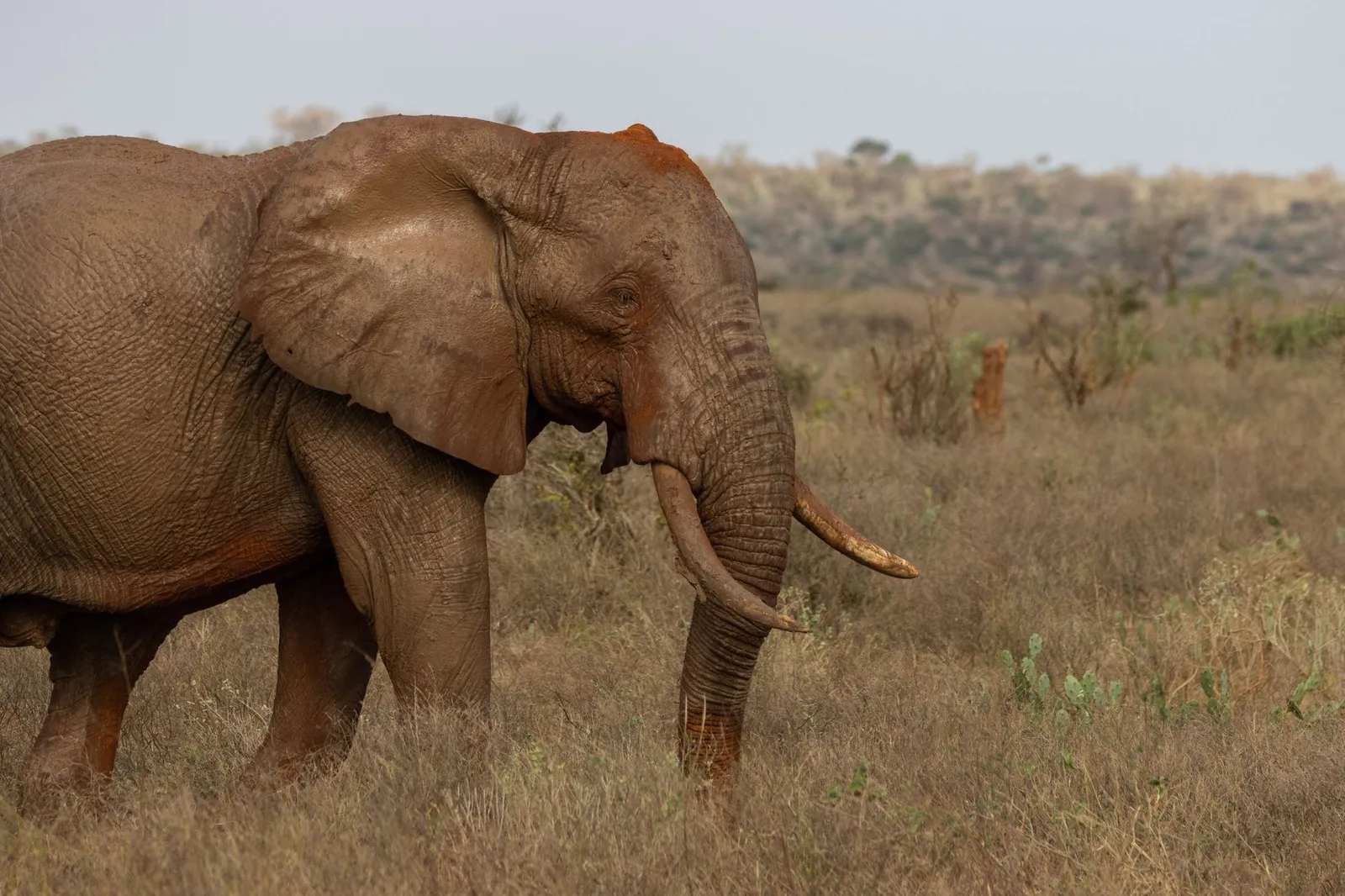 Tsavo East & West National Parks — photograph 6