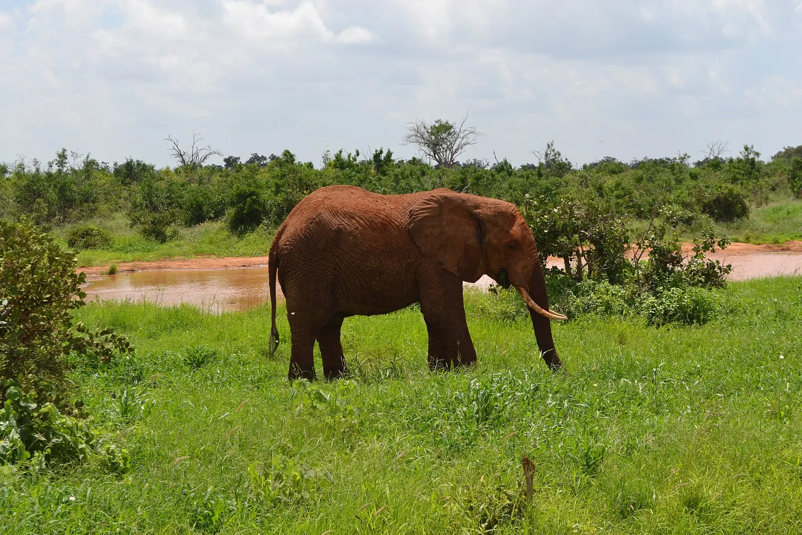 Tsavo East & West National Parks — photograph 2