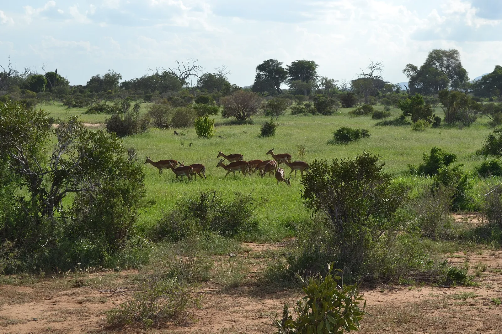 Tsavo East & West National Parks — photograph 3