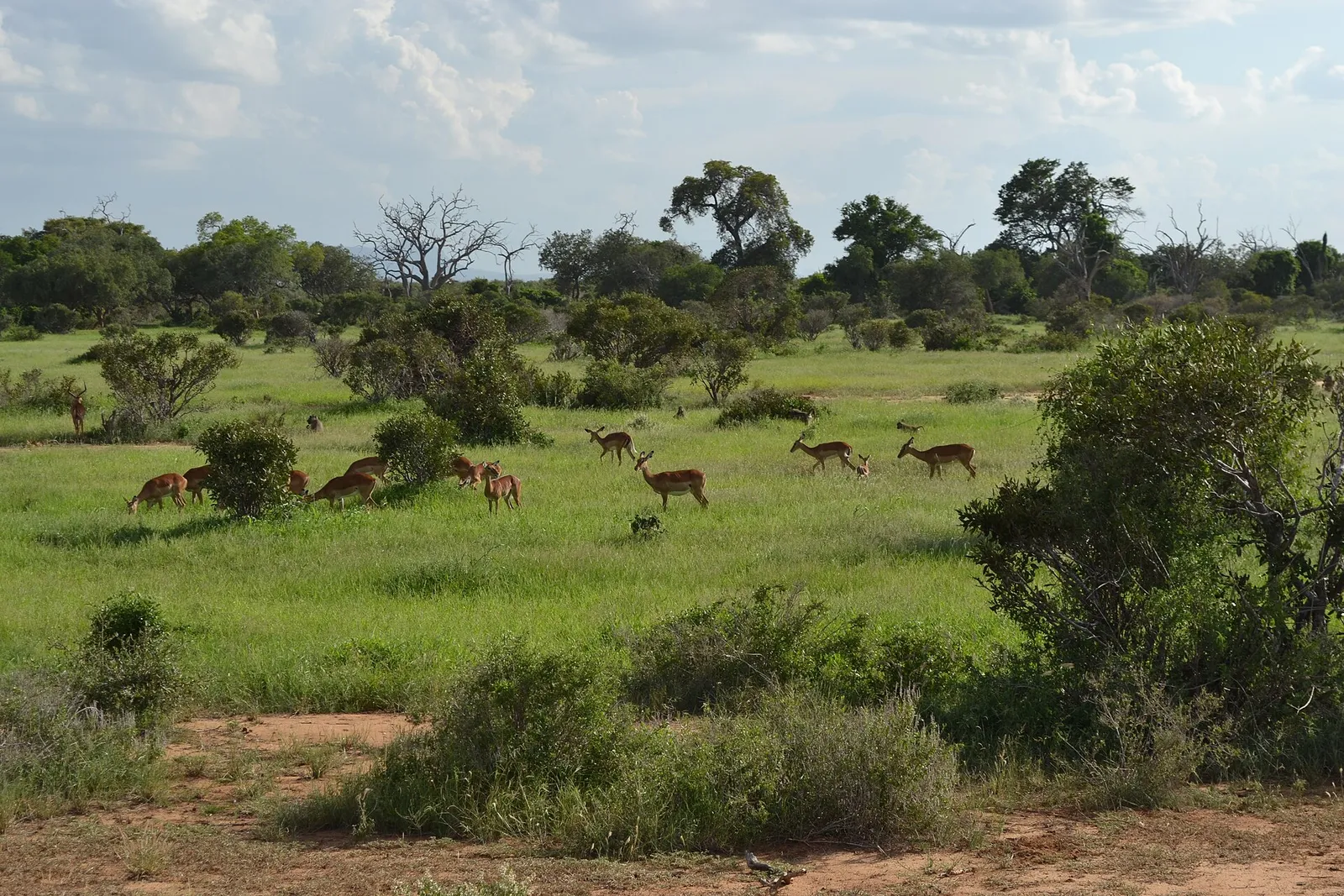 Tsavo East & West National Parks — photograph 4