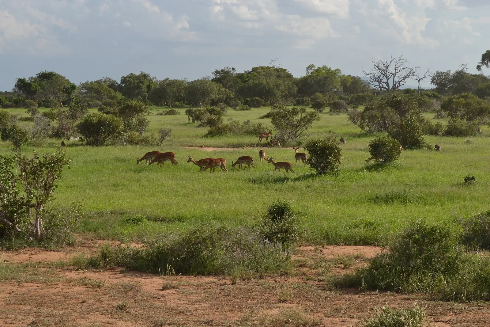 Tsavo East & West National Parks — photograph 5