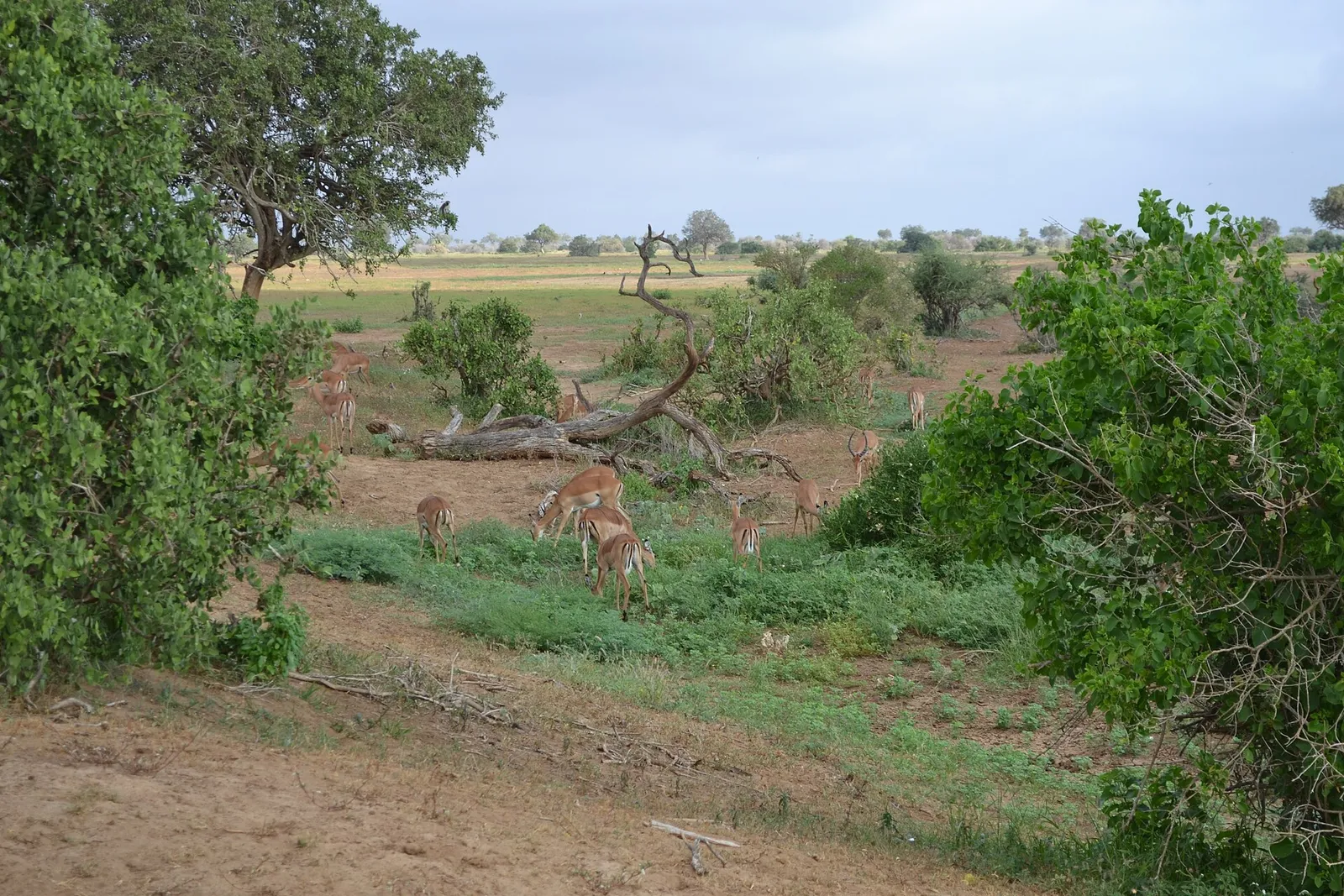 Tsavo East & West National Parks — photograph 7
