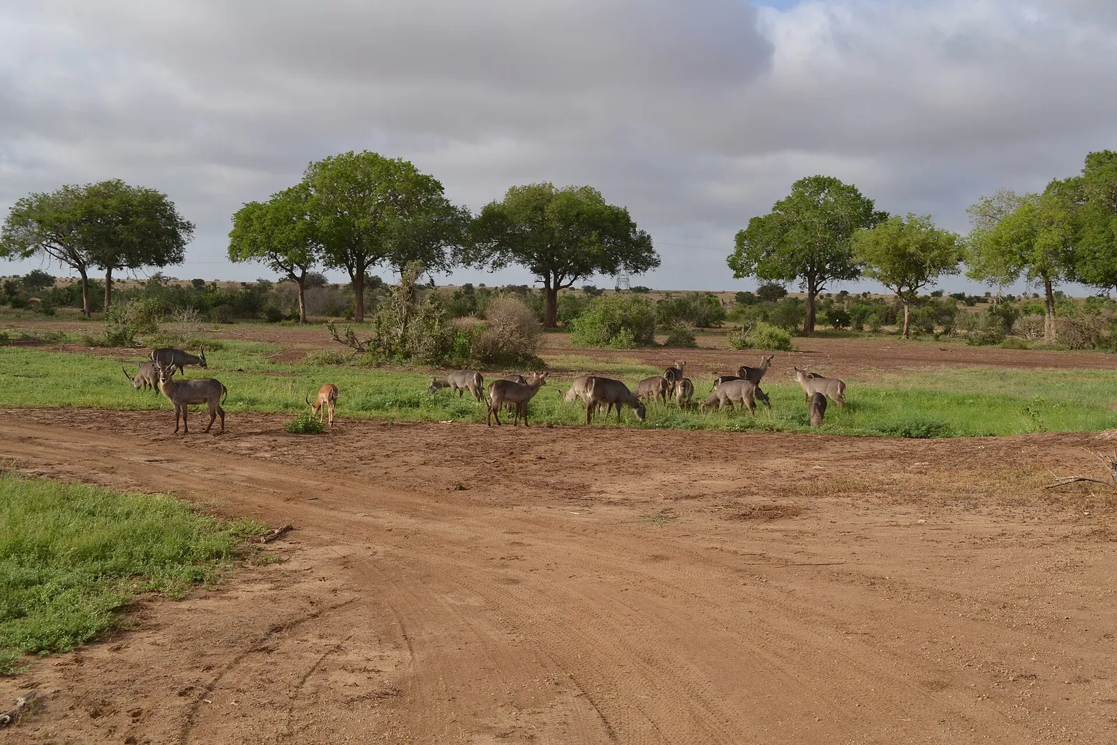 Tsavo East & West National Parks — photograph 8