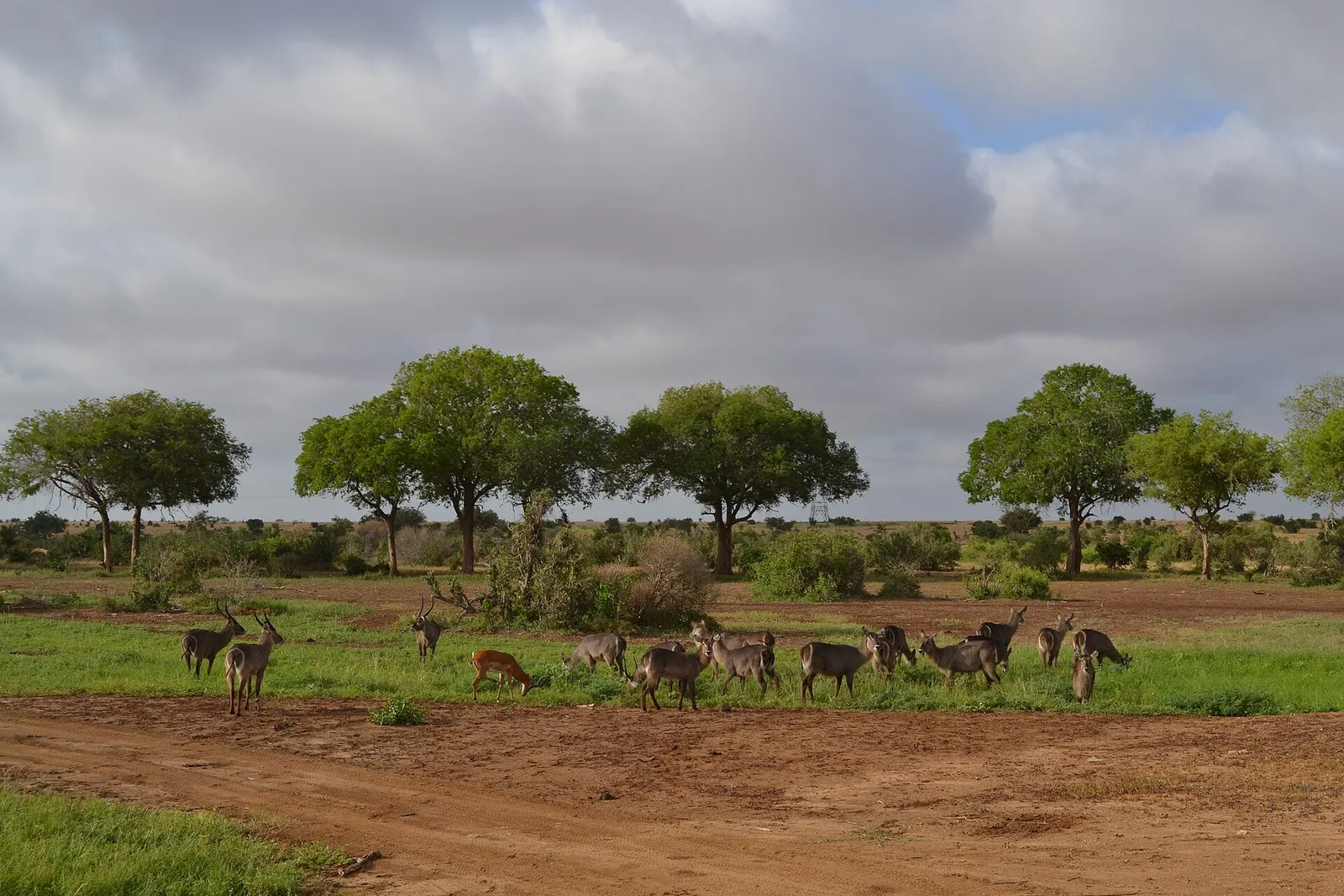 Tsavo East & West National Parks — photograph 9