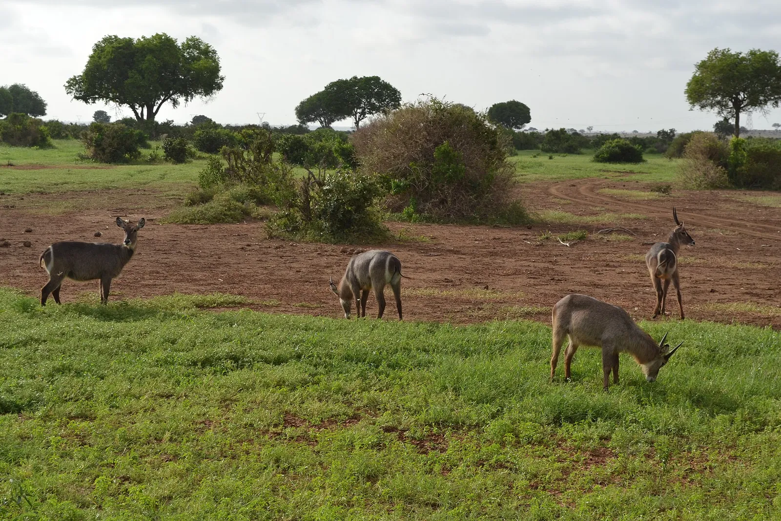 Tsavo East & West National Parks — photograph 10