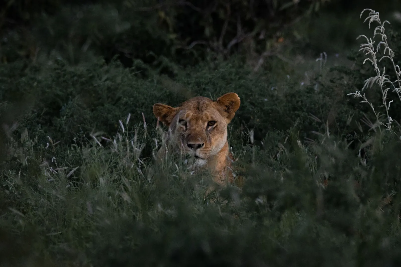 Tsavo East & West National Parks — photograph 7