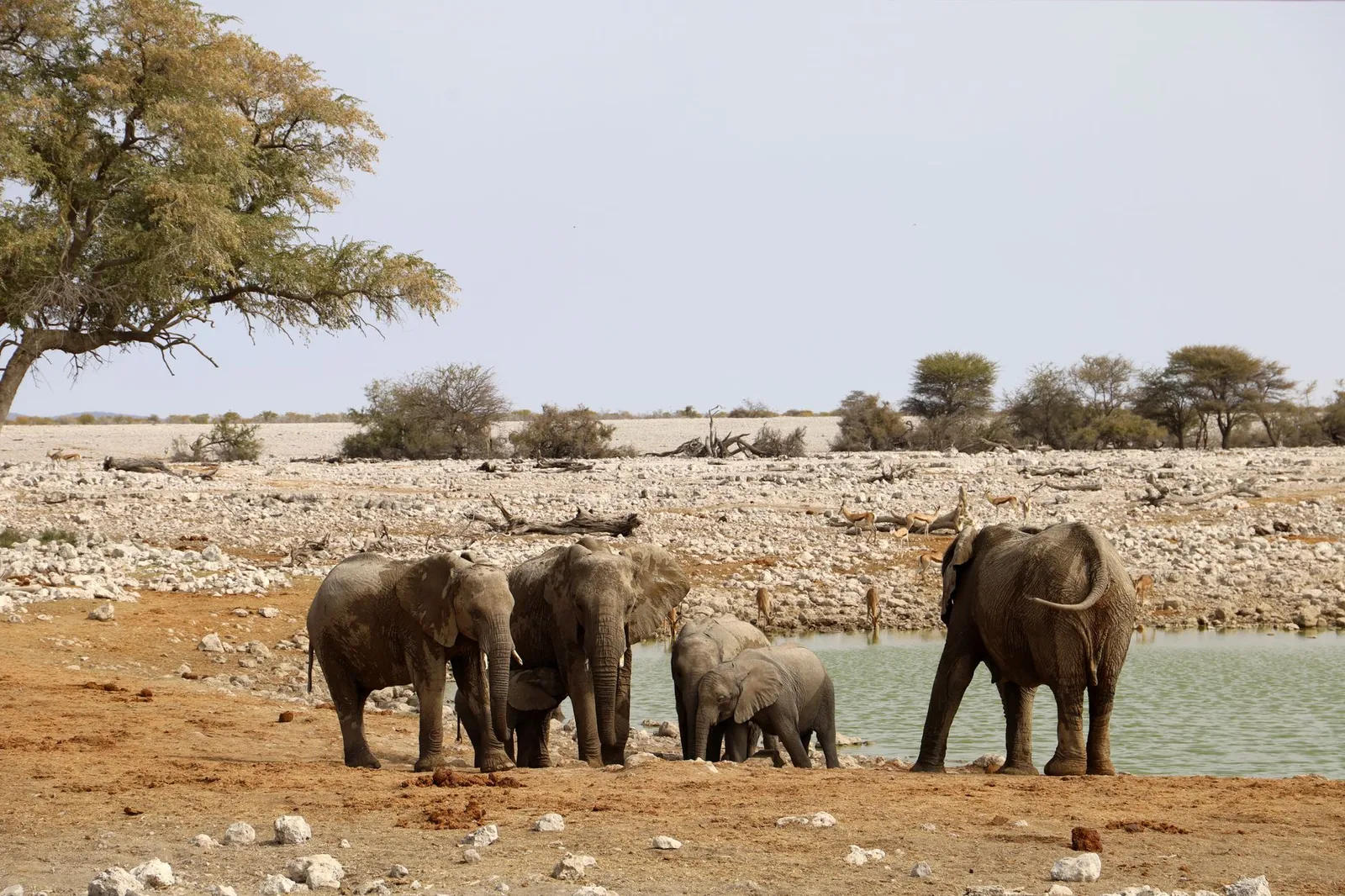 Etosha National Park