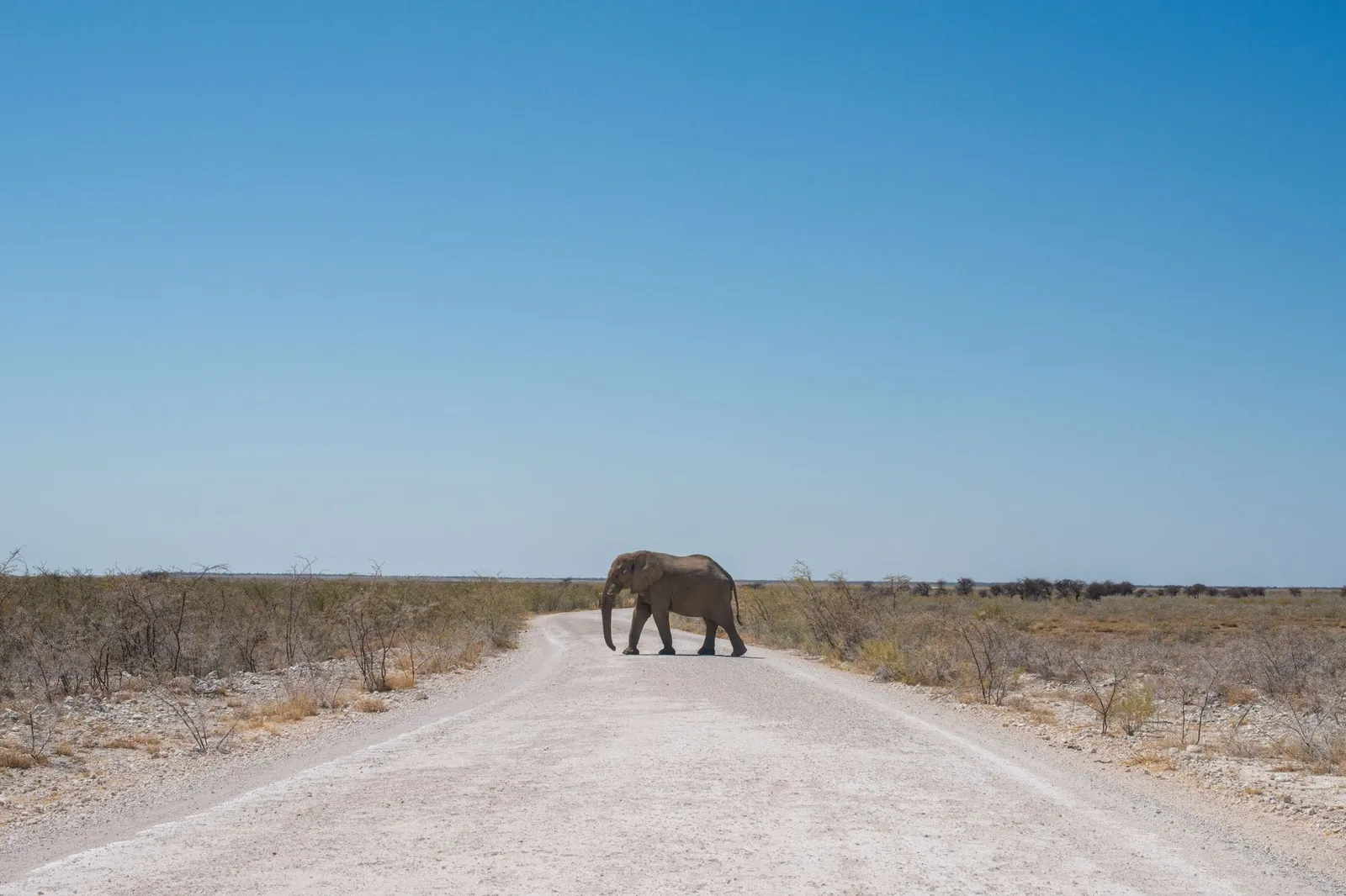 Etosha National Park — photograph 3