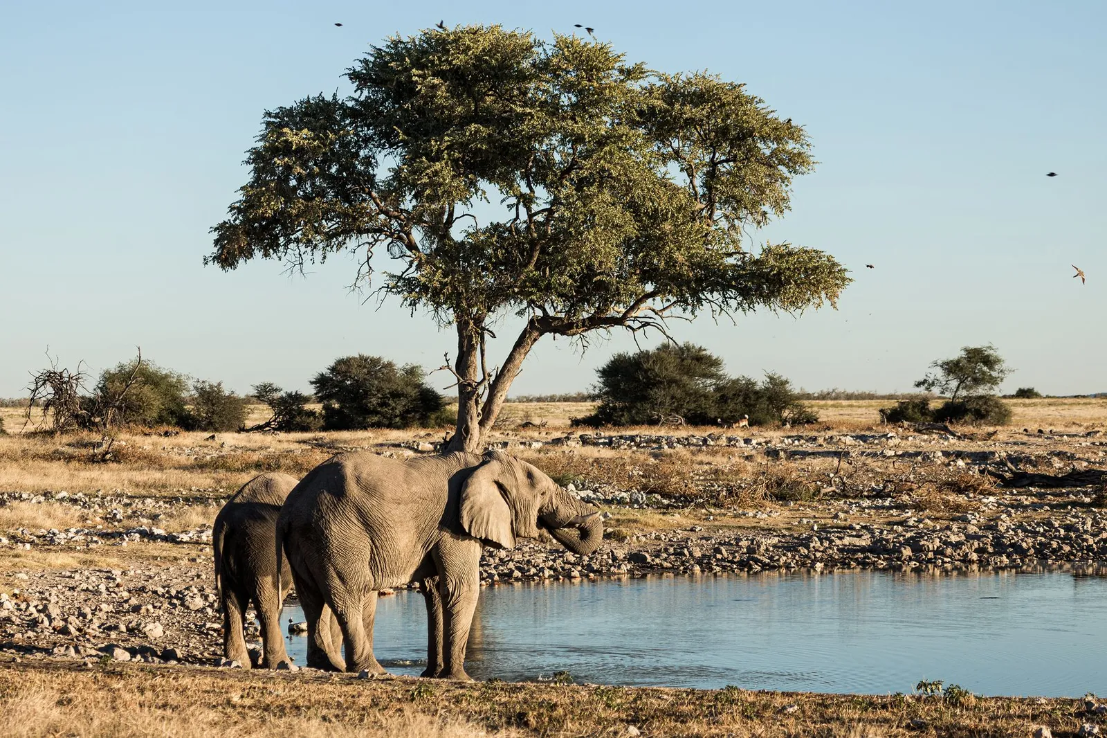 Etosha National Park — photograph 4