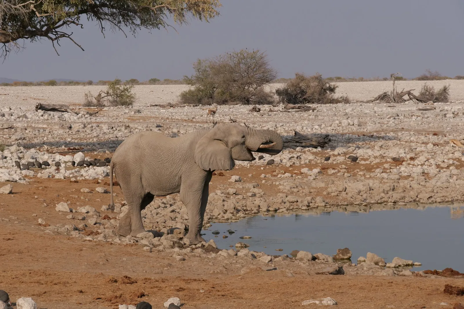 Etosha National Park — photograph 5