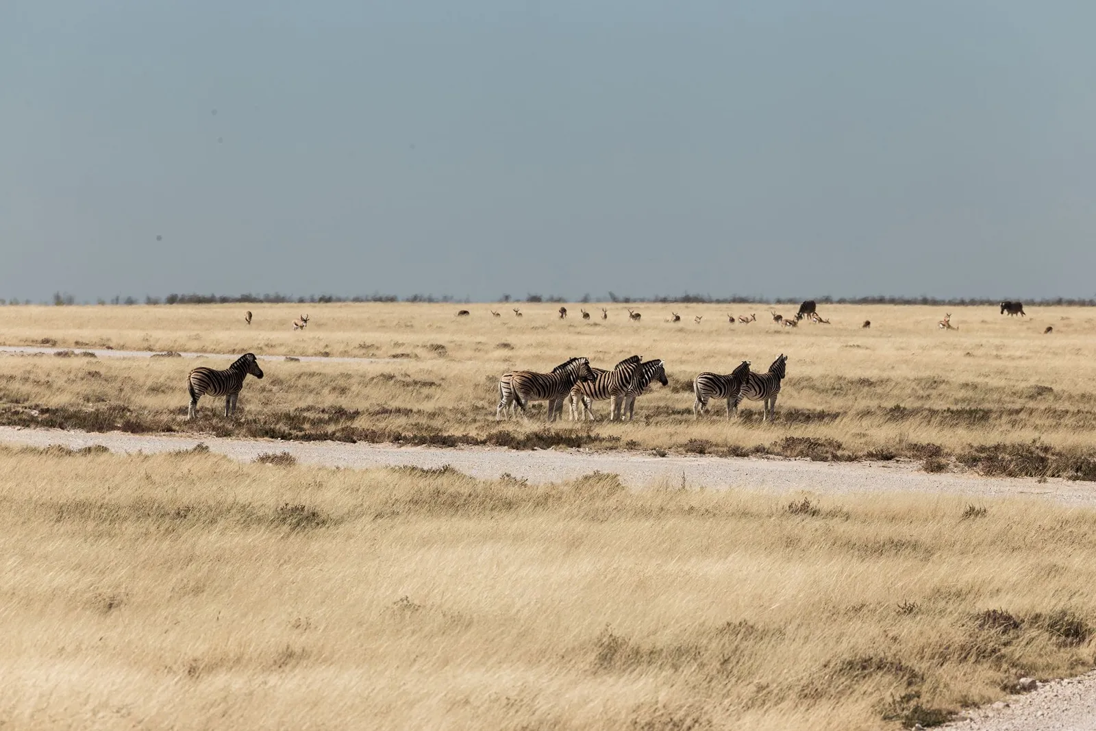 Etosha National Park — photograph 6