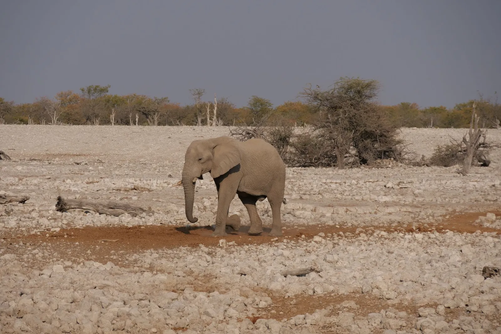 Etosha National Park — photograph 7