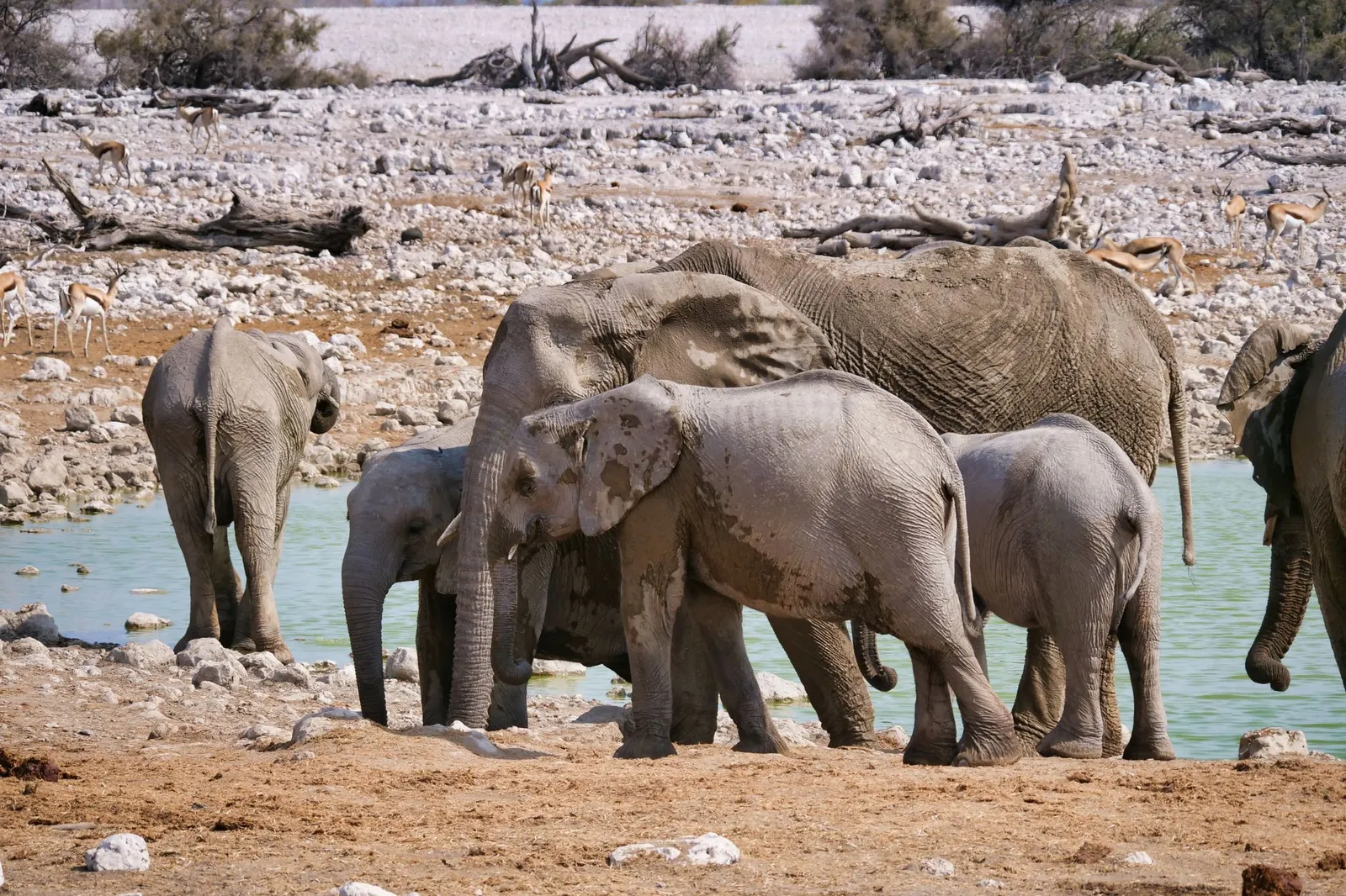 Etosha National Park — photograph 8