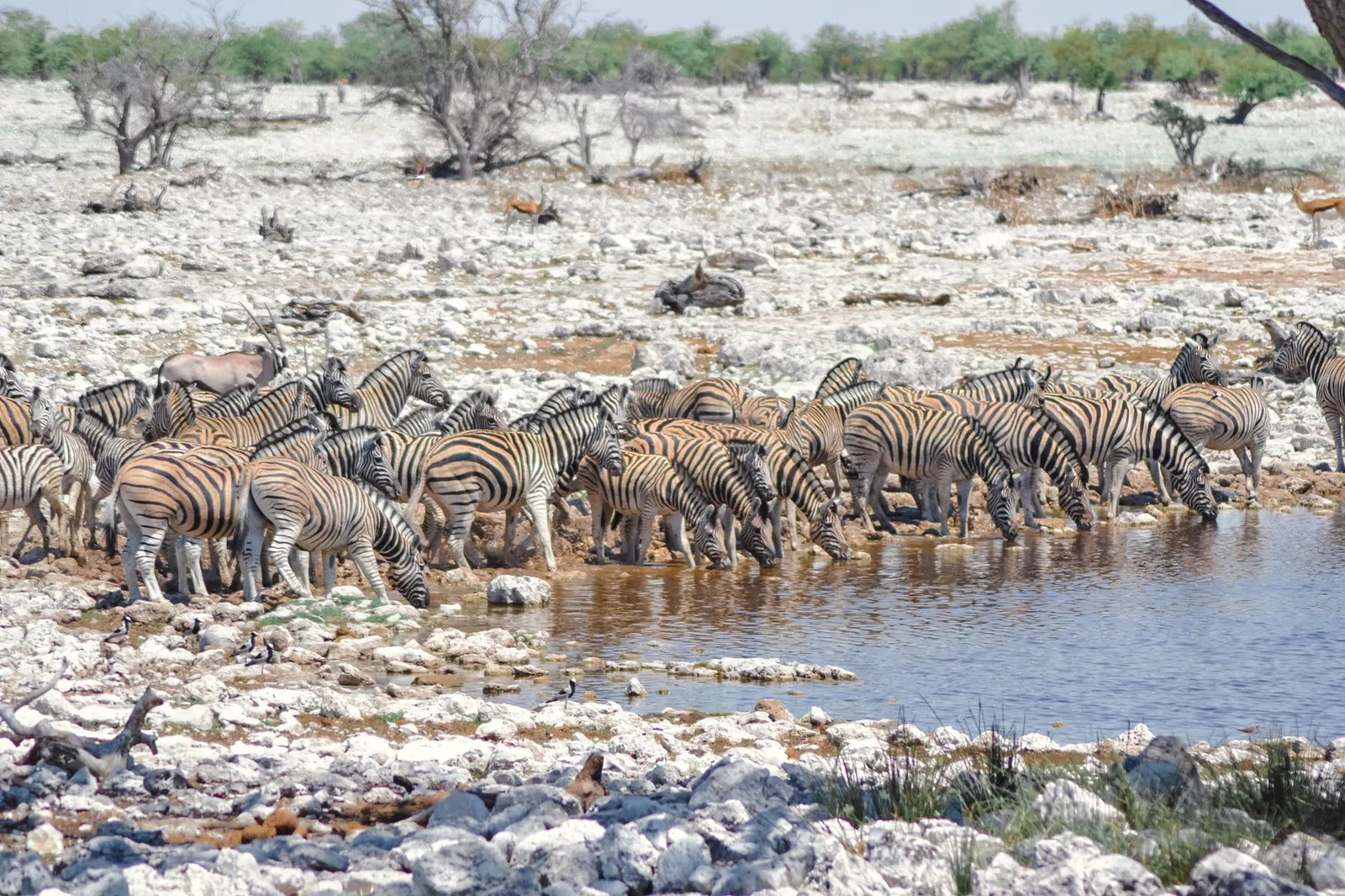 Etosha National Park — photograph 9
