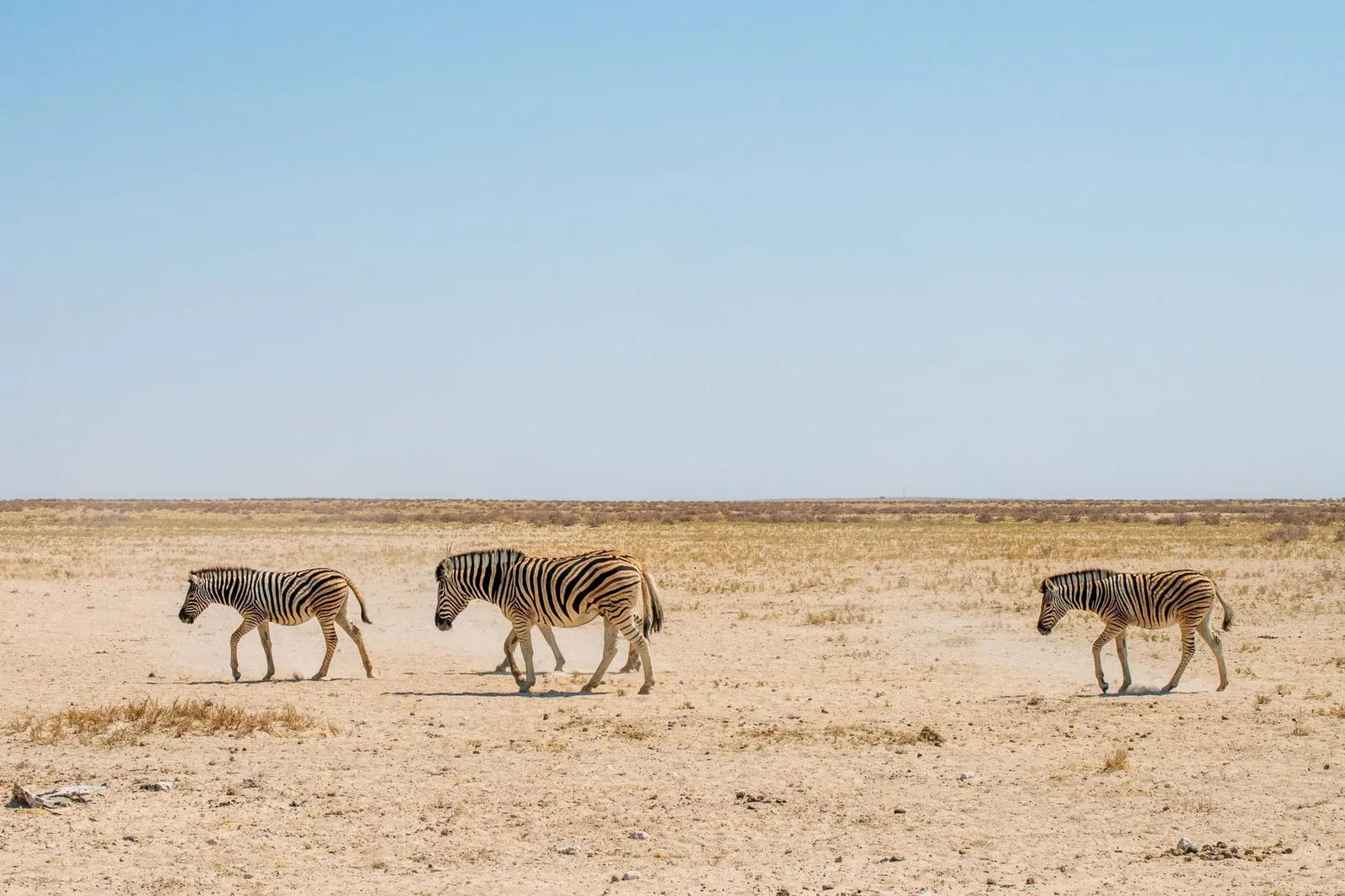 Etosha National Park — photograph 10