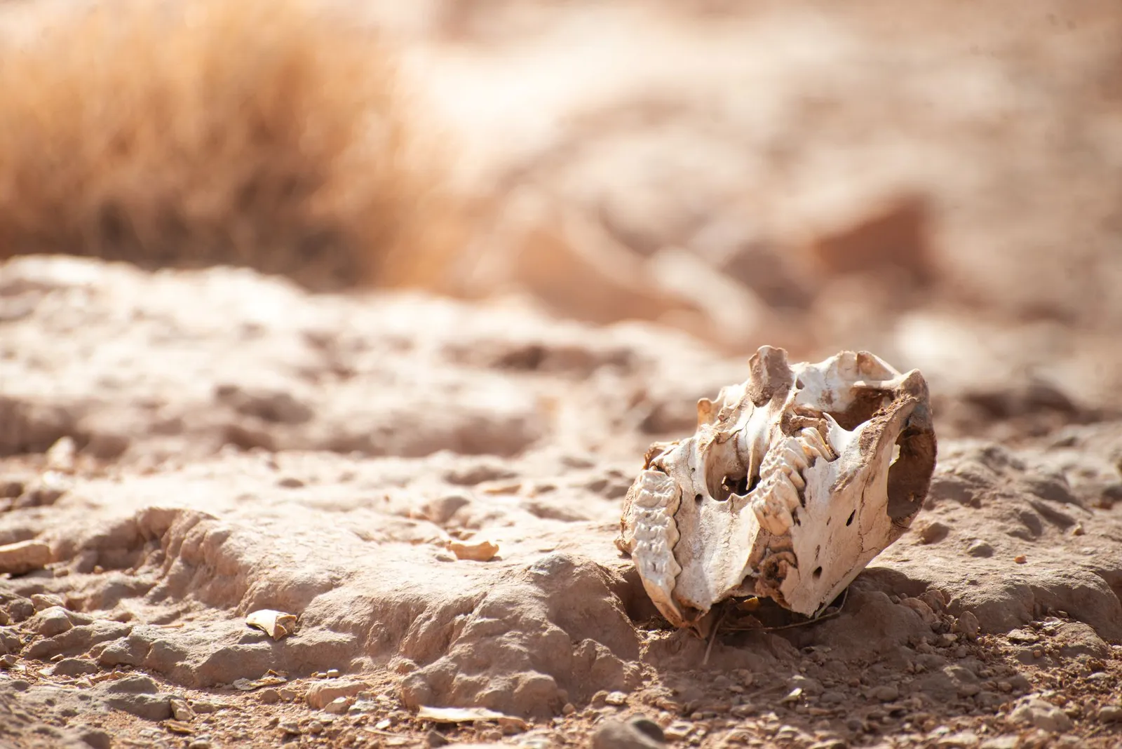 Skeleton Coast