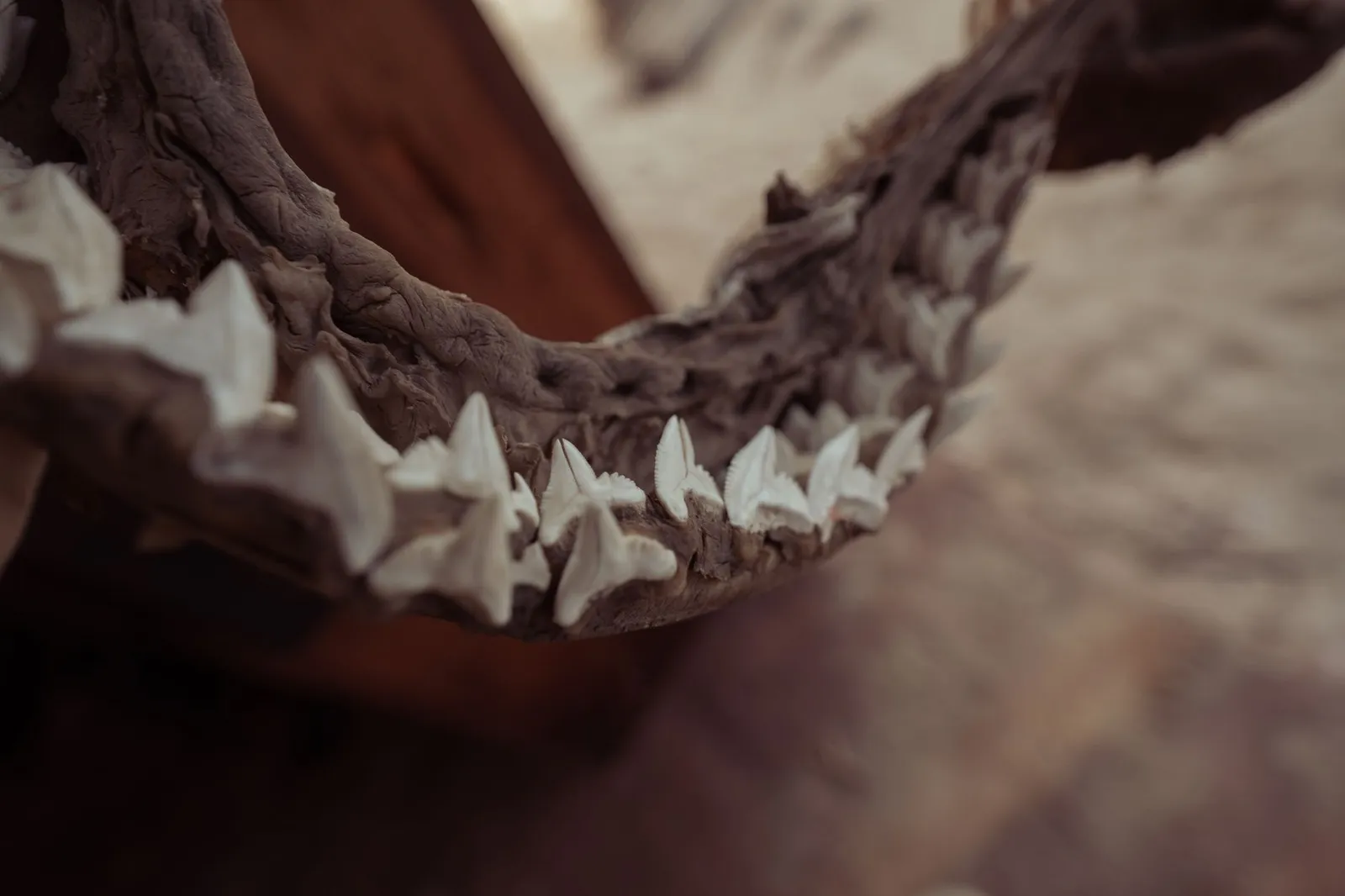Skeleton Coast — photograph 7