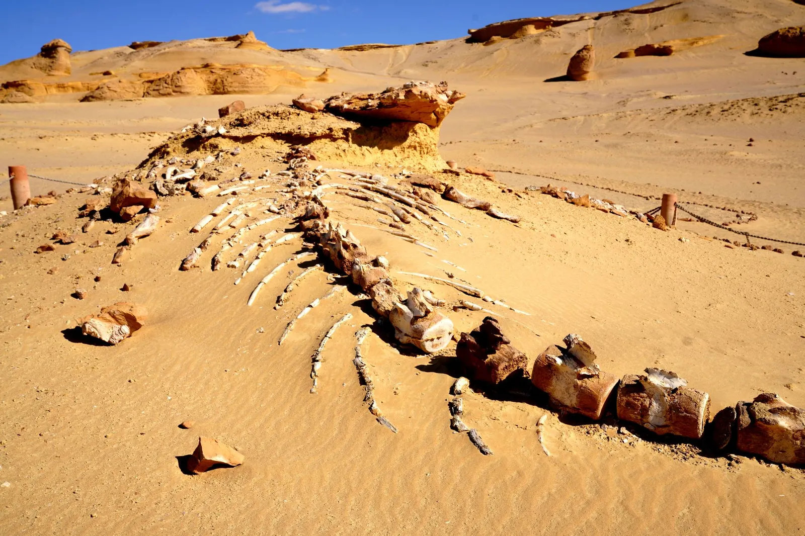 Skeleton Coast — photograph 9
