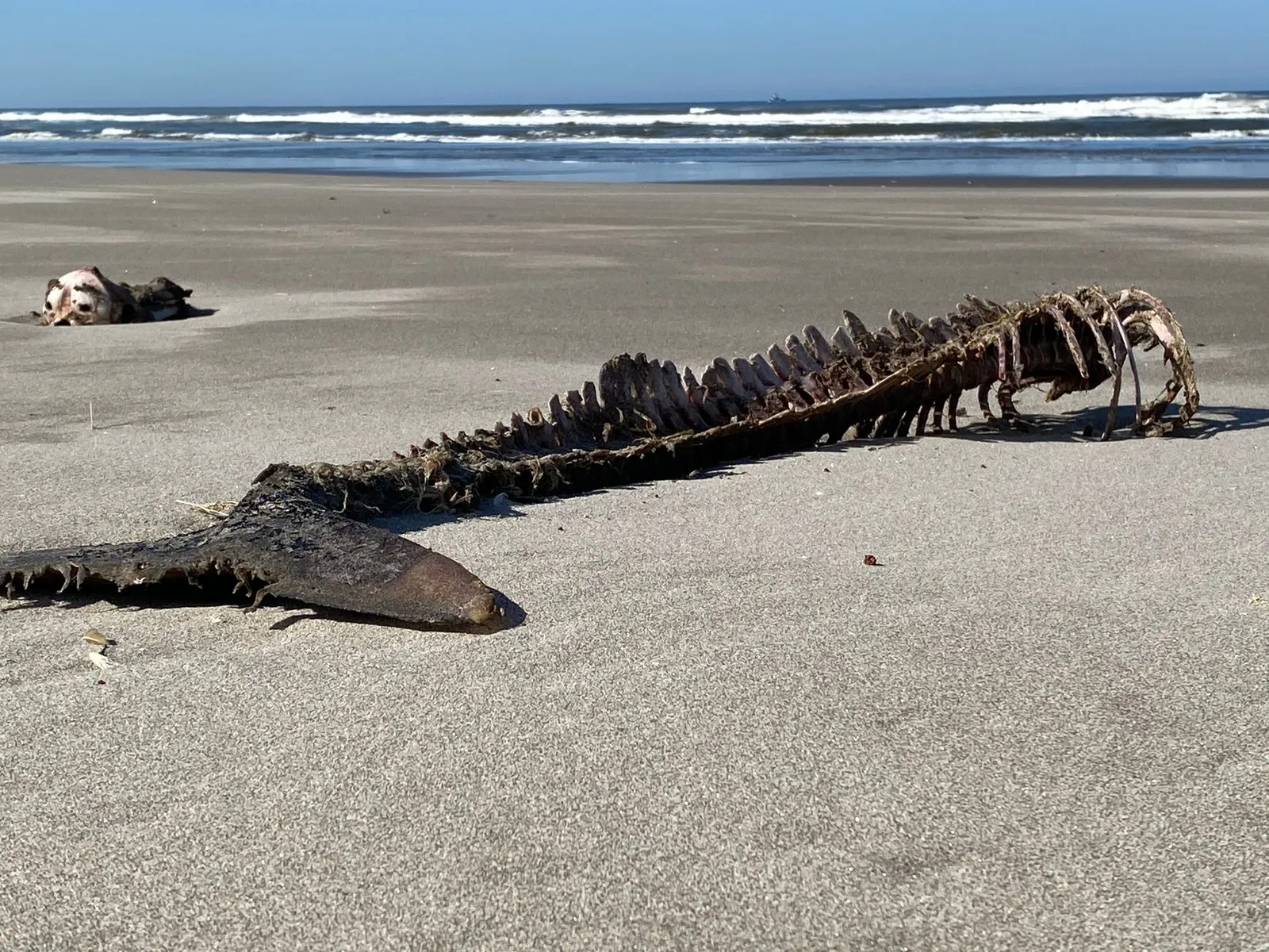 Skeleton Coast National Park — photograph 3