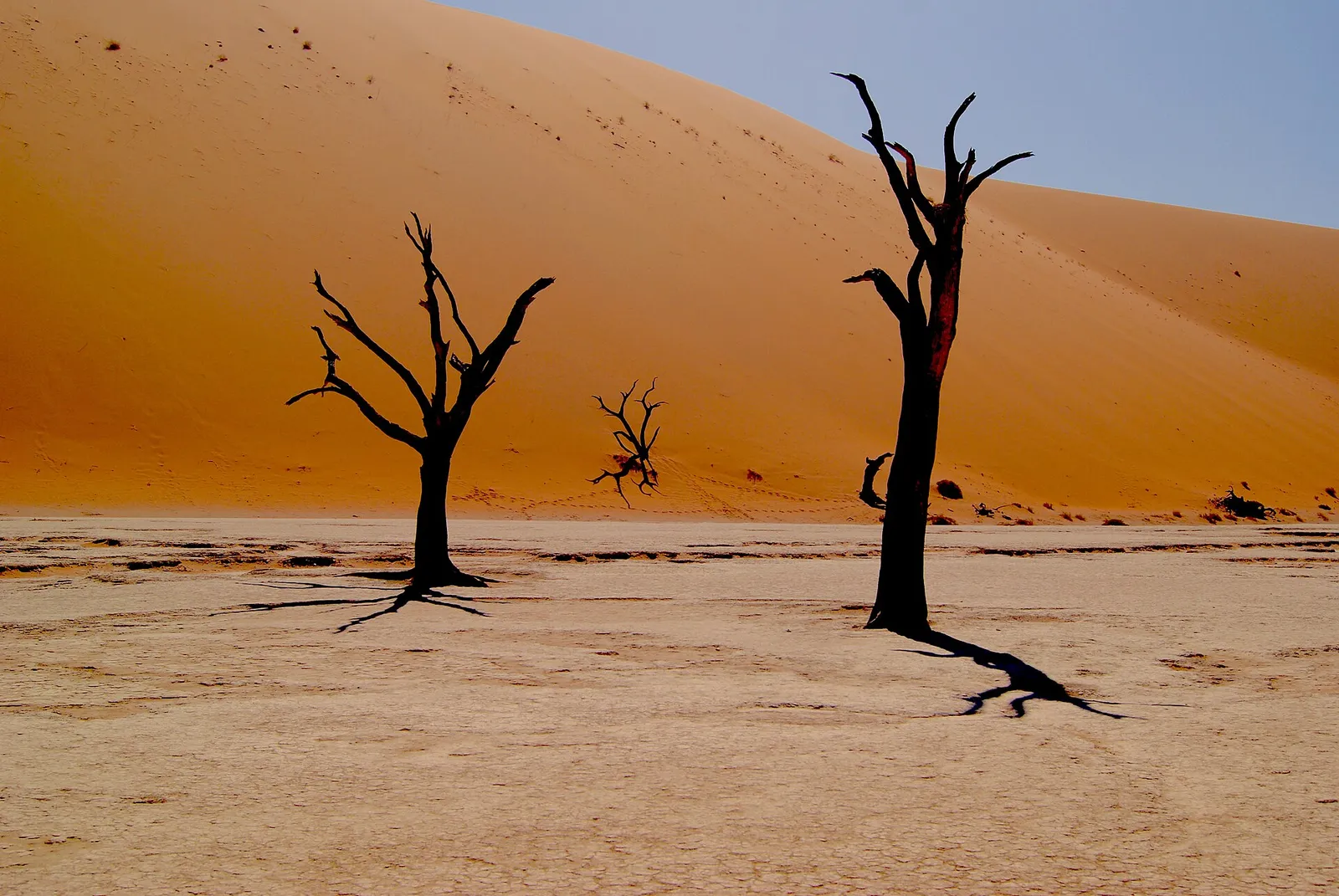 Deadvlei’s ancient trees against a towering Sossusvlei dune