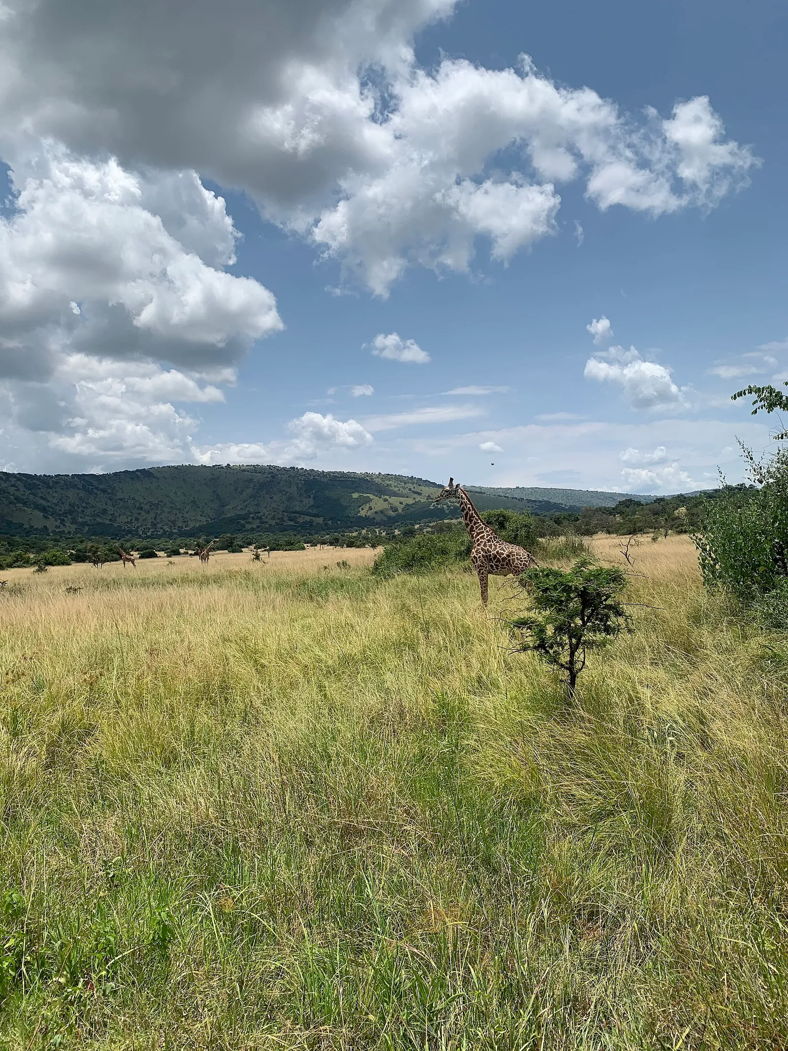 Akagera National Park