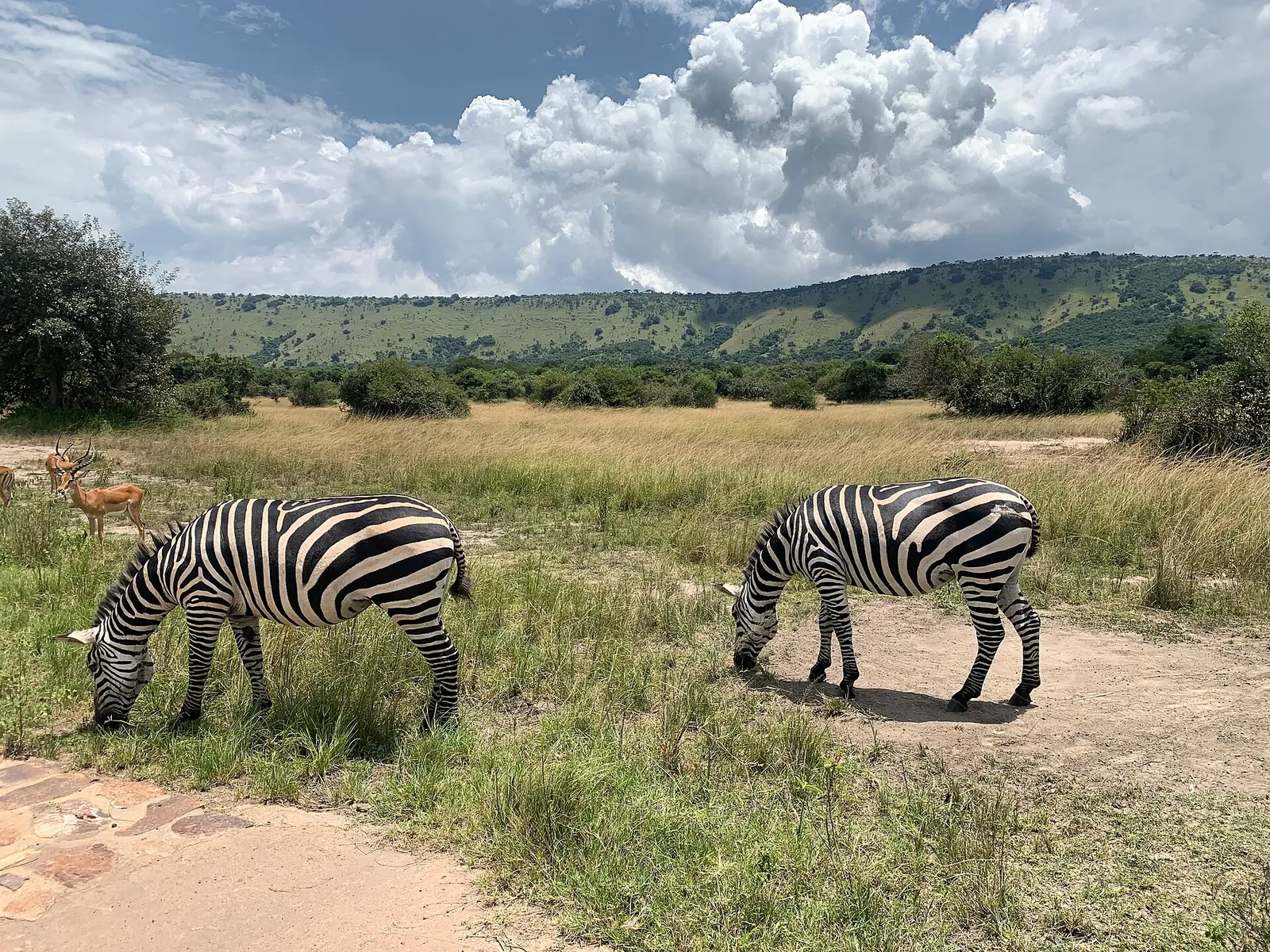 Akagera National Park — photograph 3