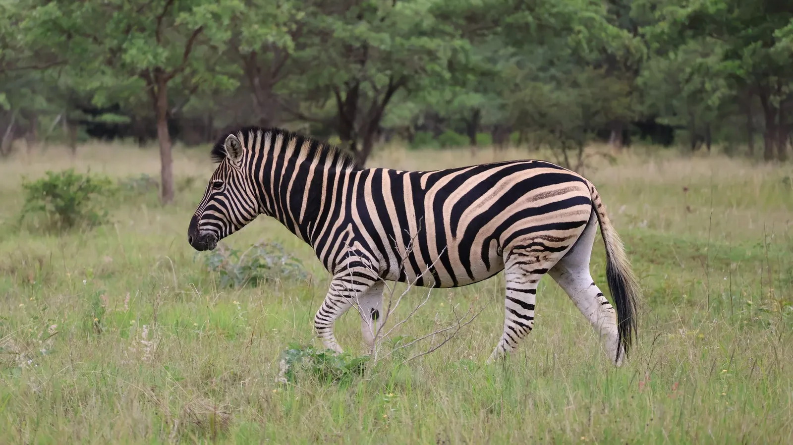 Akagera National Park — photograph 4