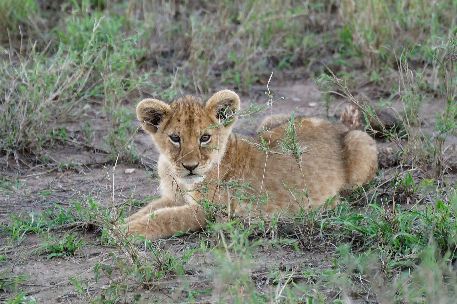 Akagera National Park — photograph 6