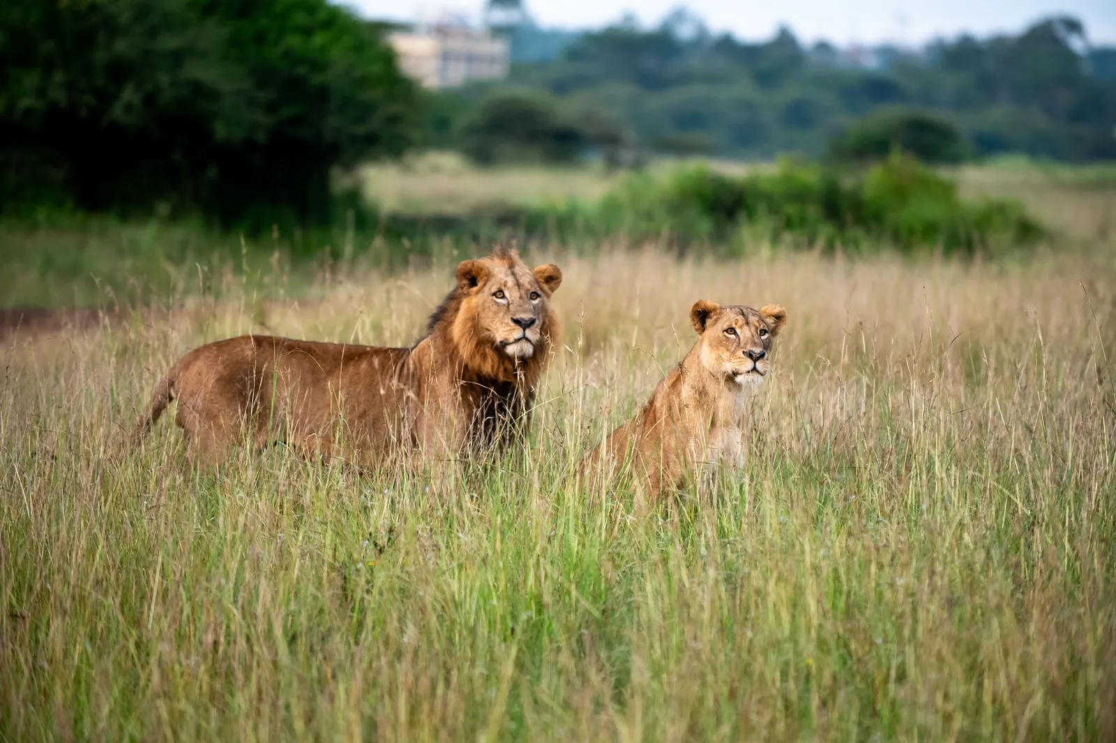 Akagera National Park — photograph 7