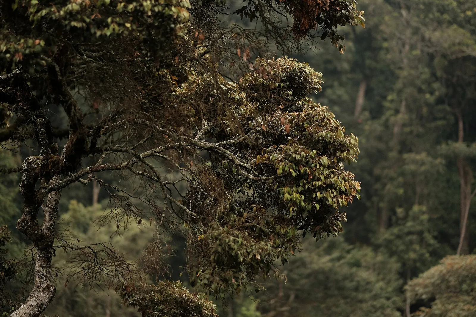 Nyungwe Forest National Park