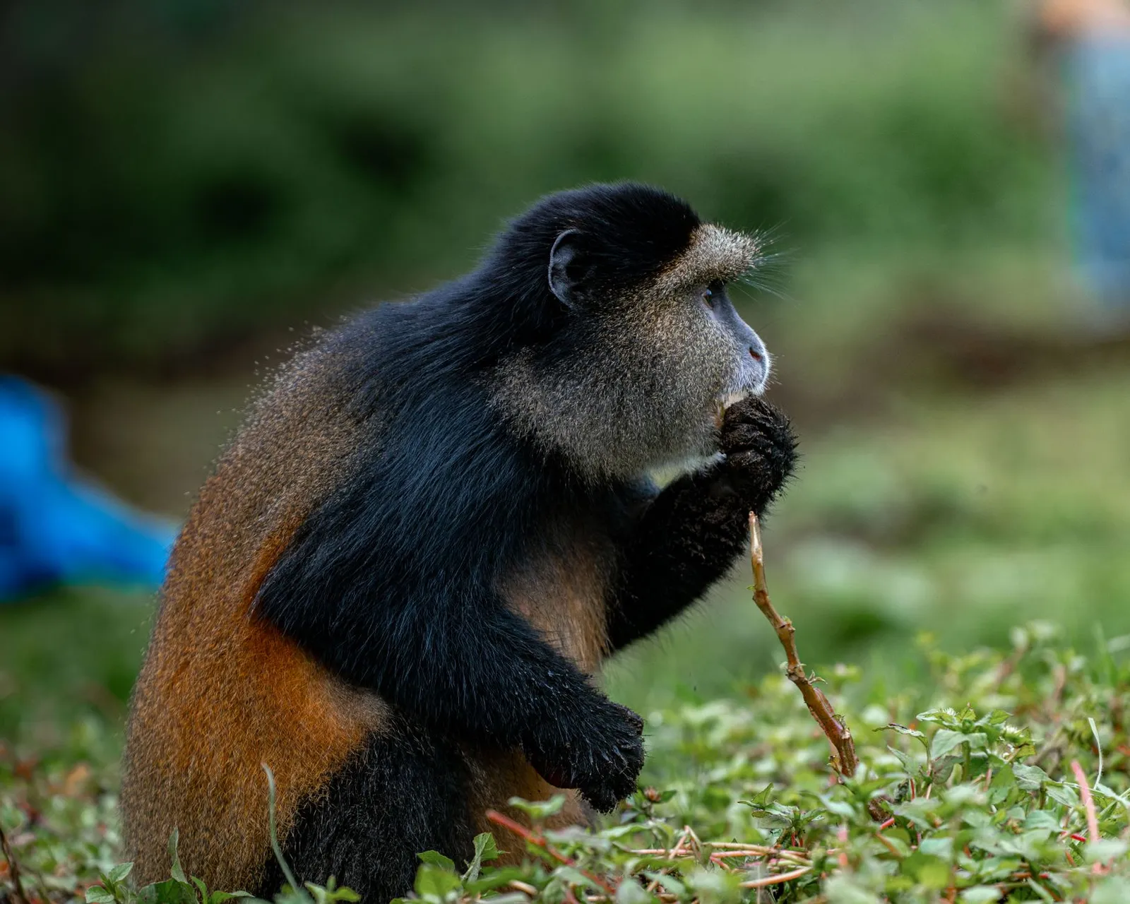 Nyungwe Forest National Park — photograph 3