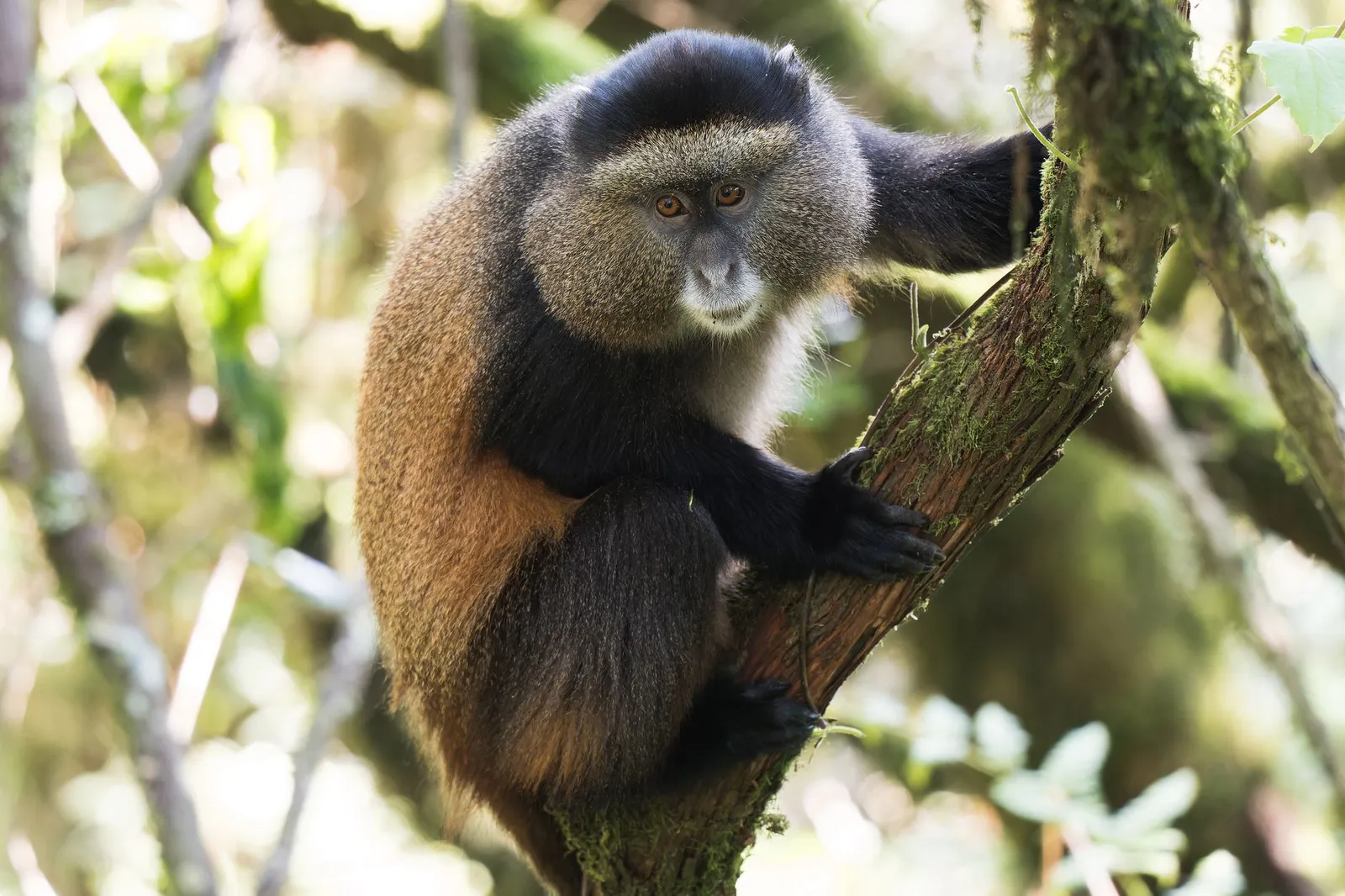 Nyungwe Forest National Park — photograph 6