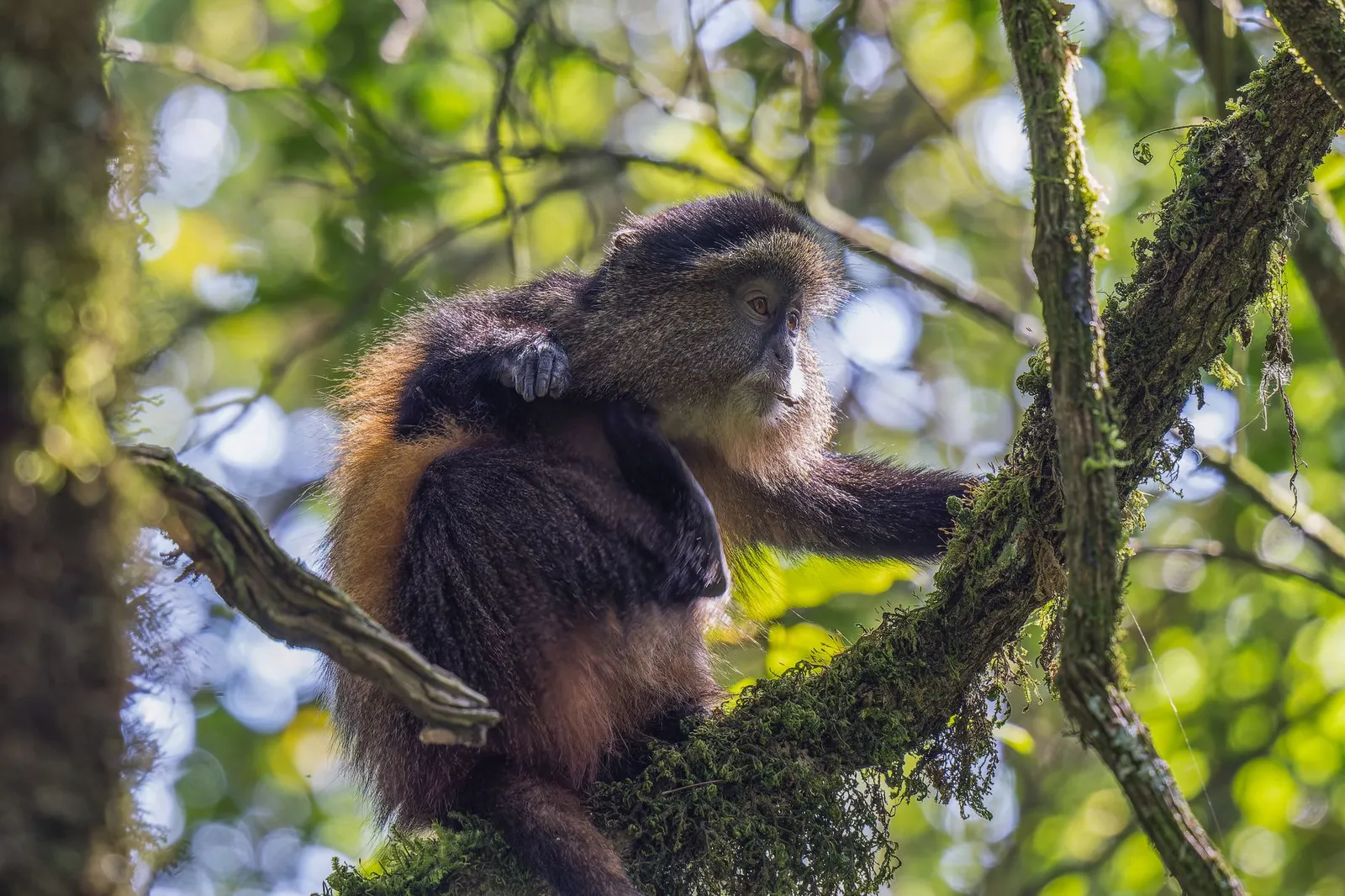 Nyungwe Forest National Park — photograph 7