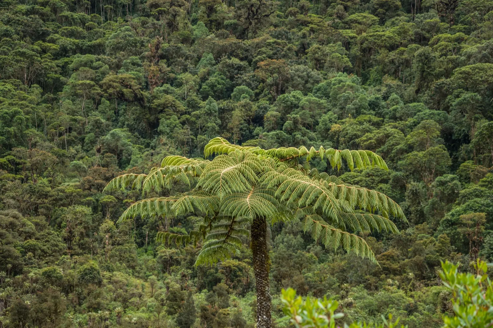 Nyungwe Forest National Park — photograph 8