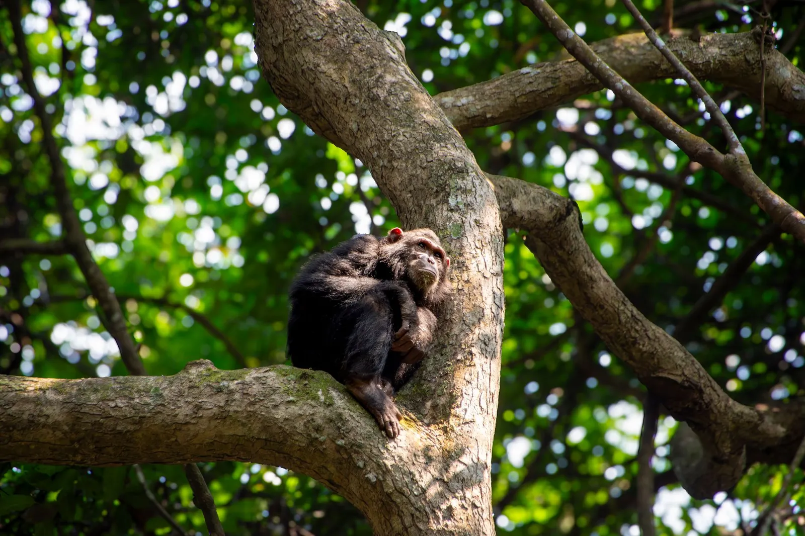 Nyungwe Forest National Park — photograph 9