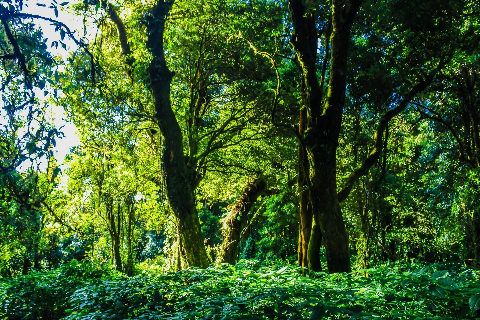 Nyungwe Forest National Park — photograph 10