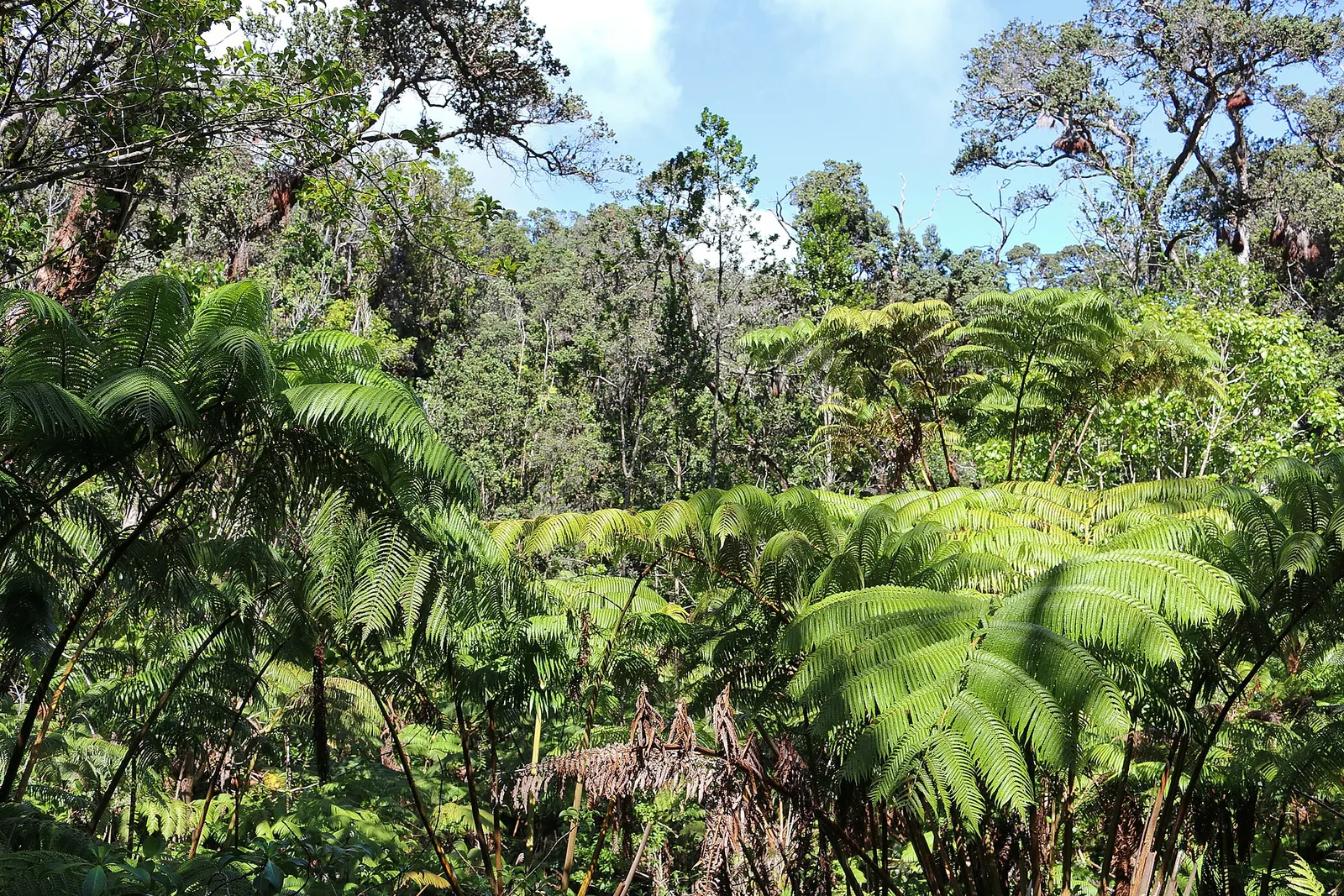 Volcanoes National Park — photograph 2