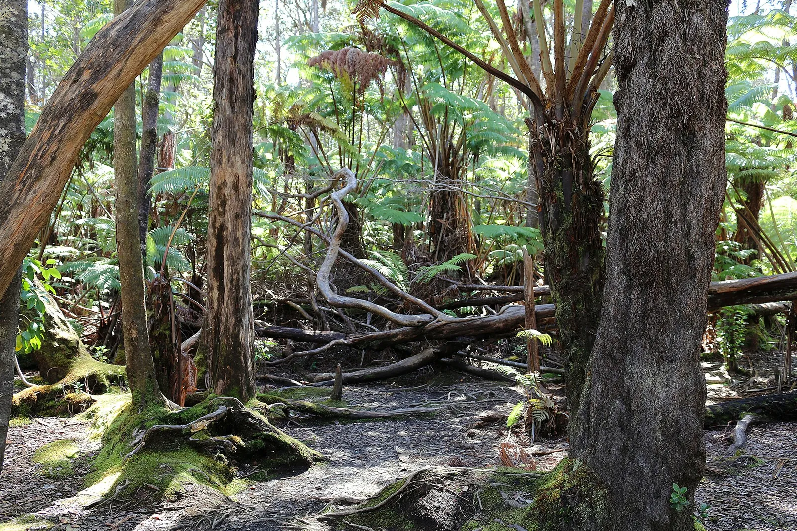 Volcanoes National Park — photograph 4