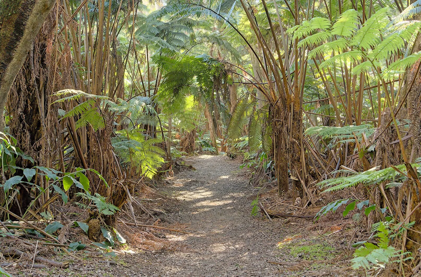 Volcanoes National Park — photograph 8