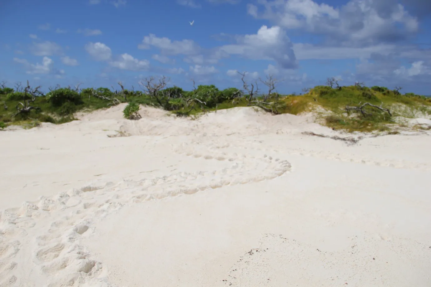Coco Beach — photograph 7