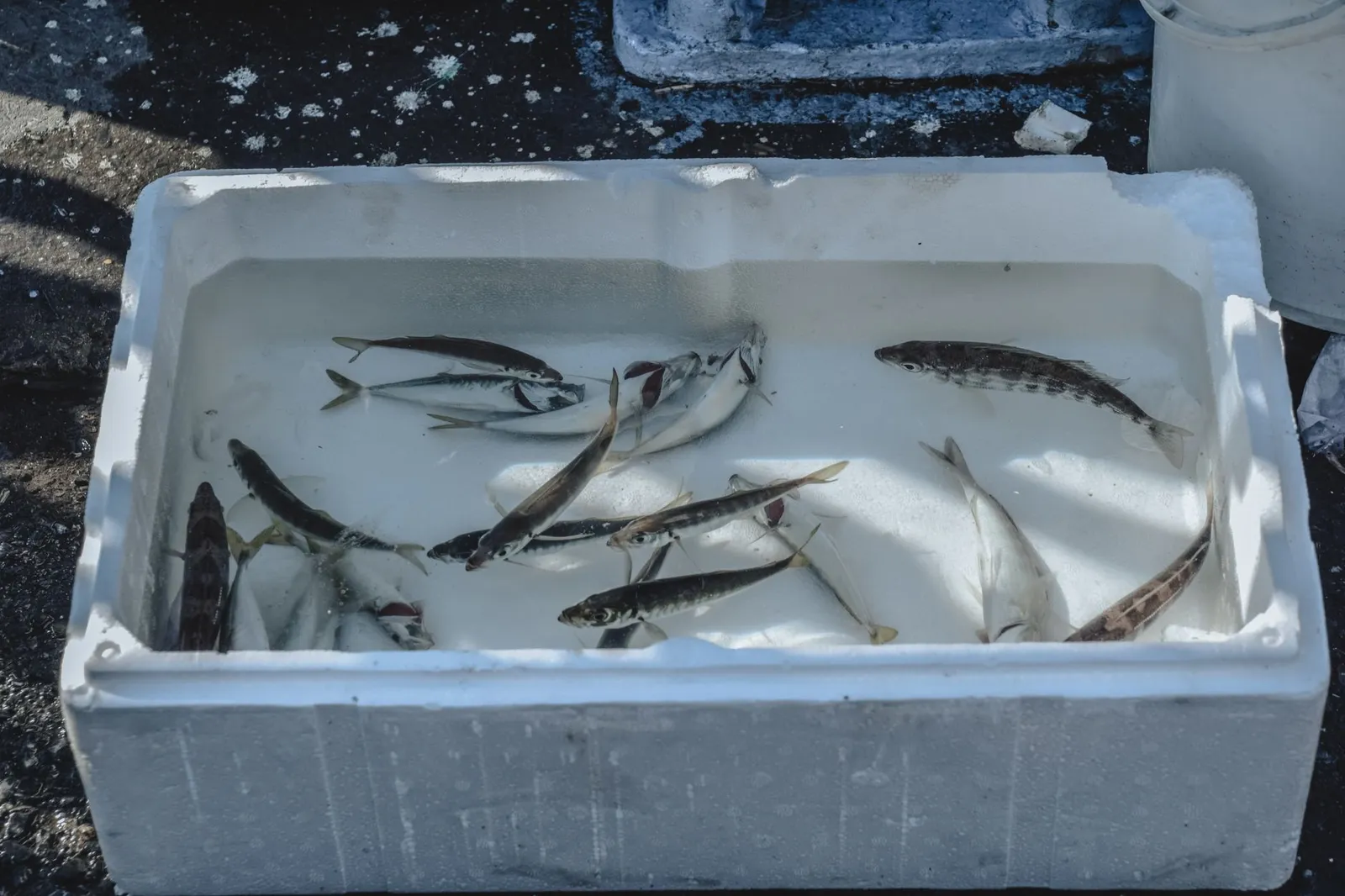 Kivukoni Fish Market — photograph 7